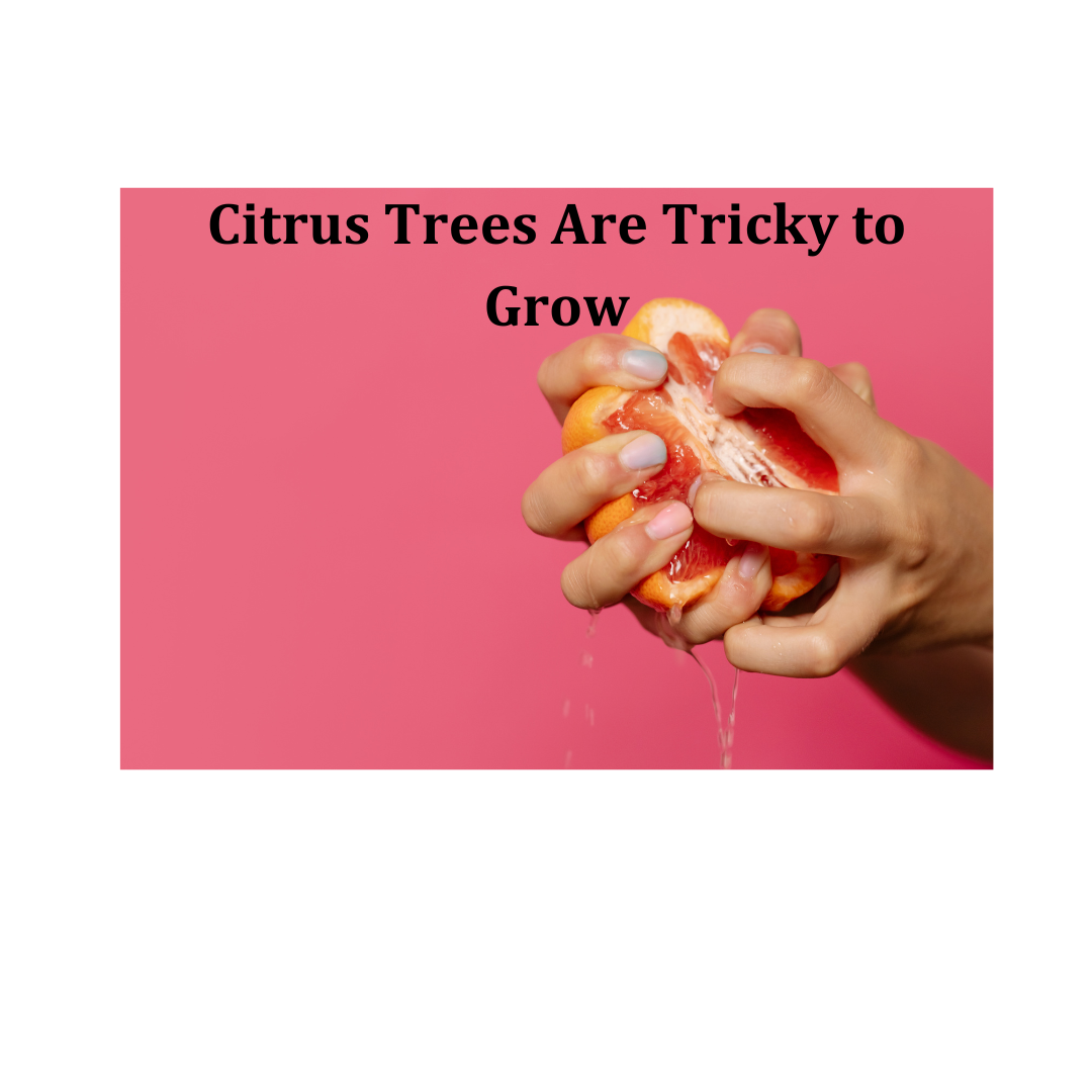 Citrus Trees Are Tricky to Grow