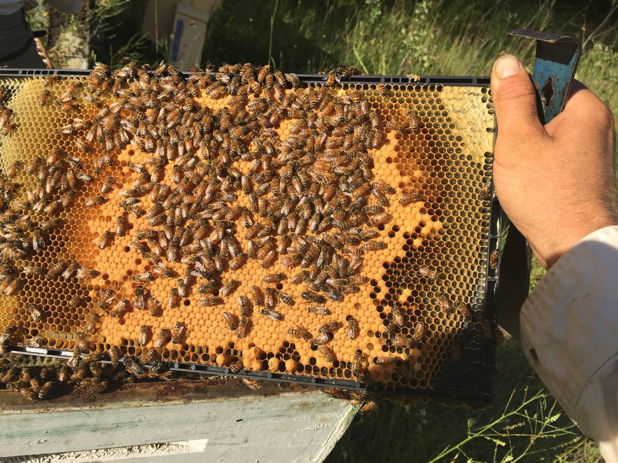 Good looking brood frame