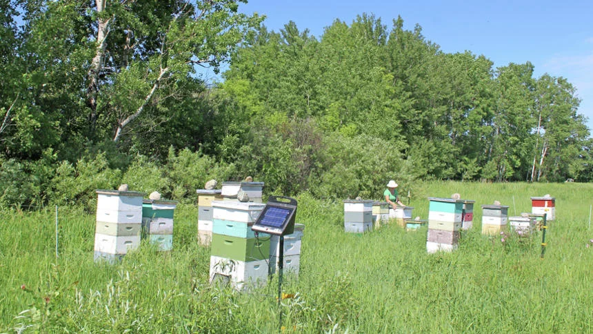 A sweet arrangement: Couple develops hardy bees, solar gardens and location-specific honey