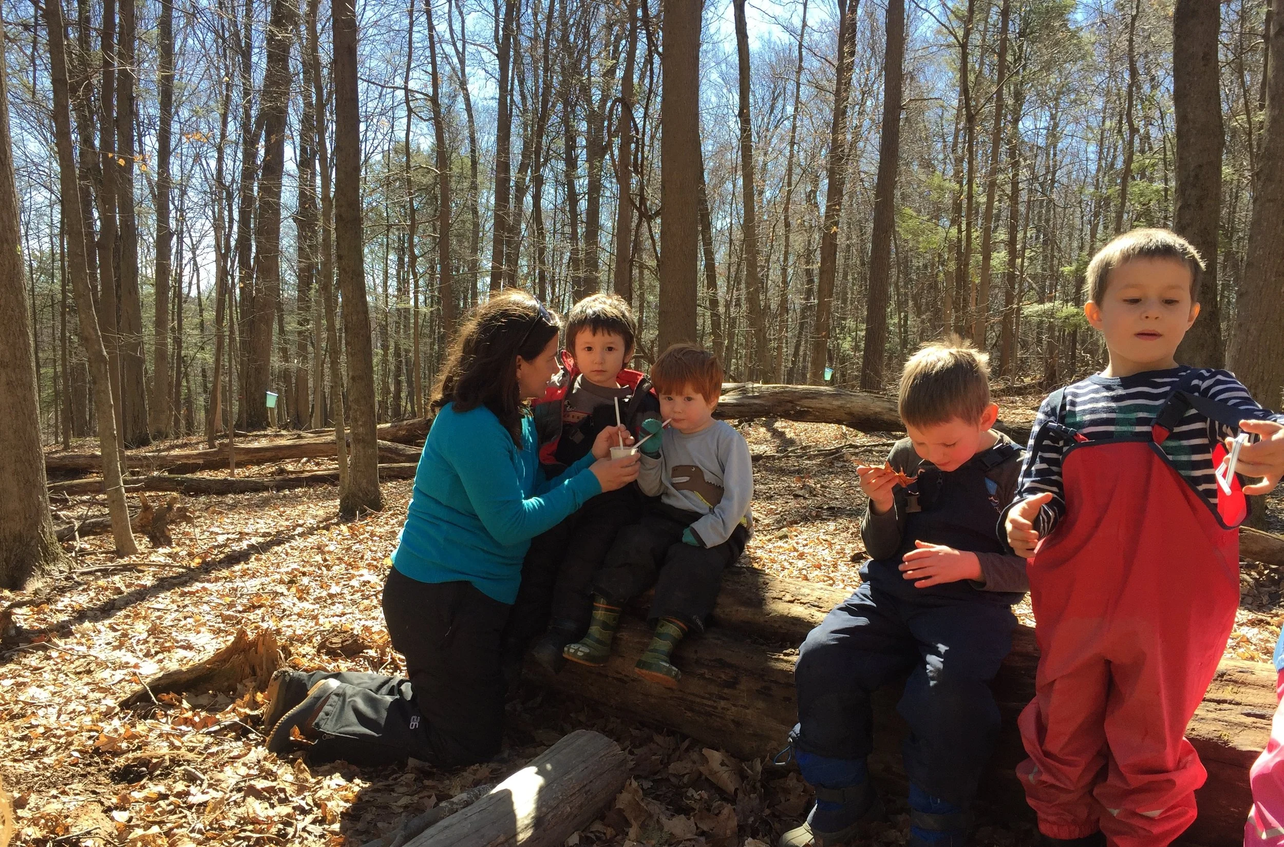 Tasting maple sap, palate cleansing....