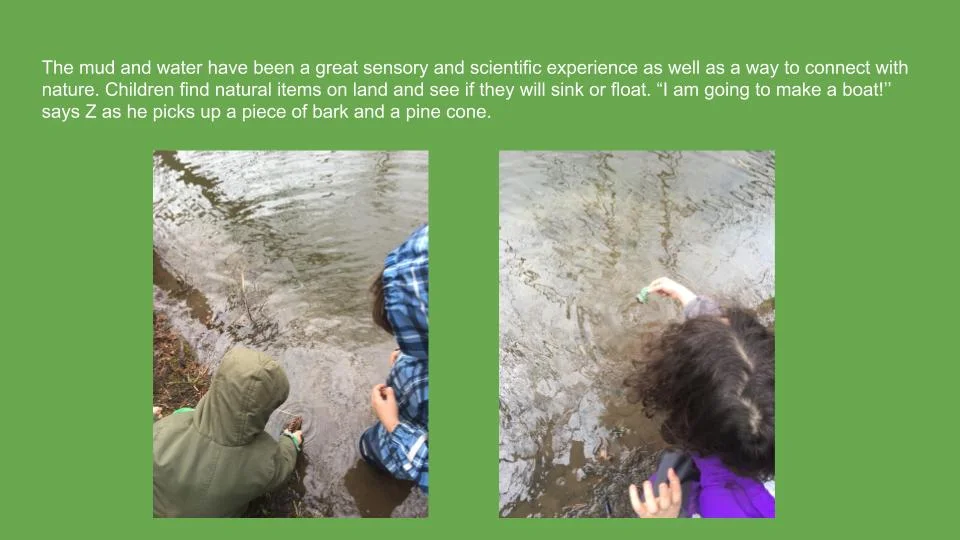 4Springtime Forest Explorations with the Pterodactyl Cats.jpg