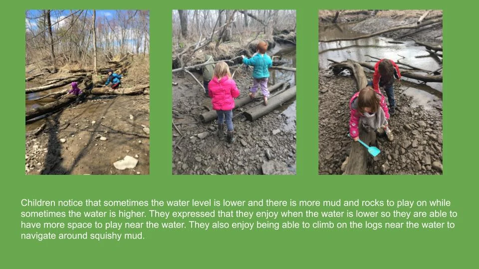 5Springtime Forest Explorations with the Pterodactyl Cats.jpg