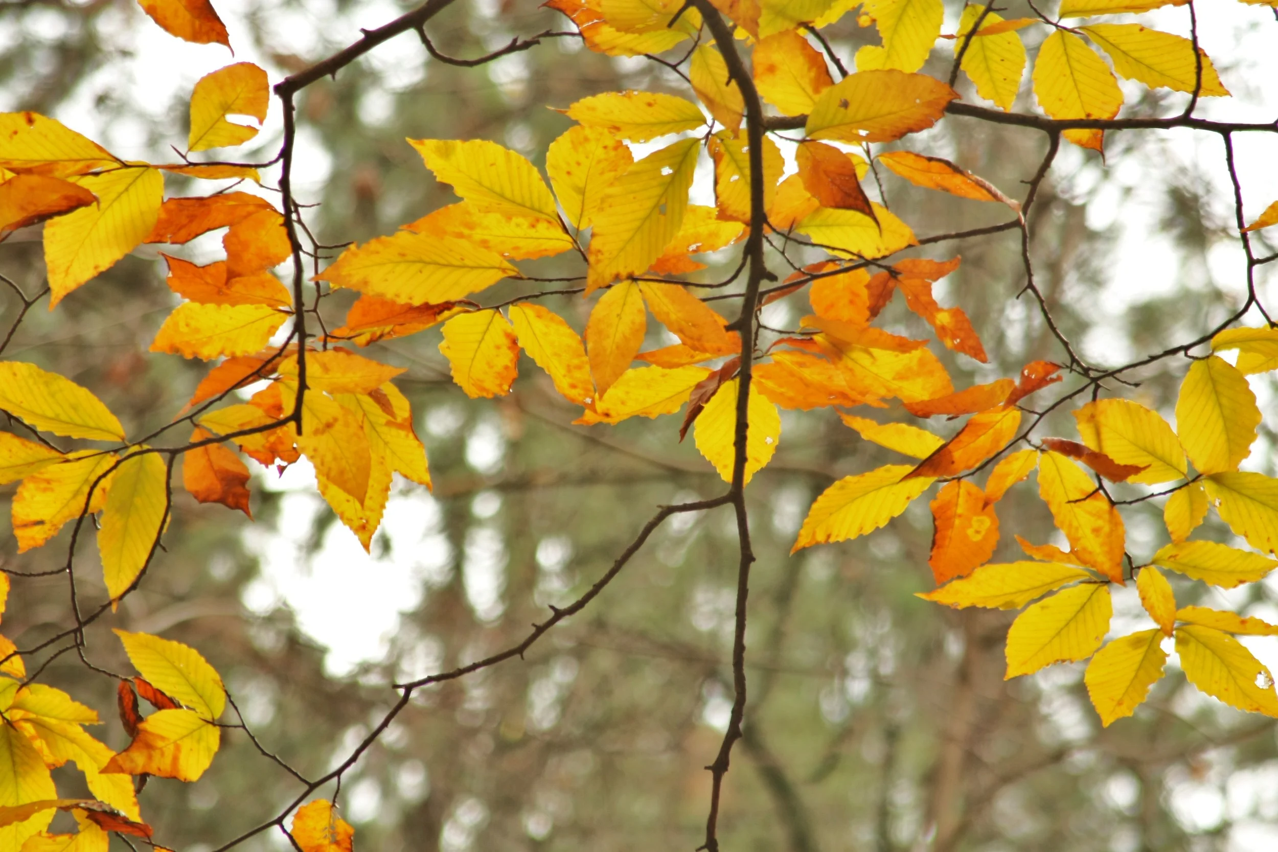 304B Autumn Veil - 10-31-11.JPG