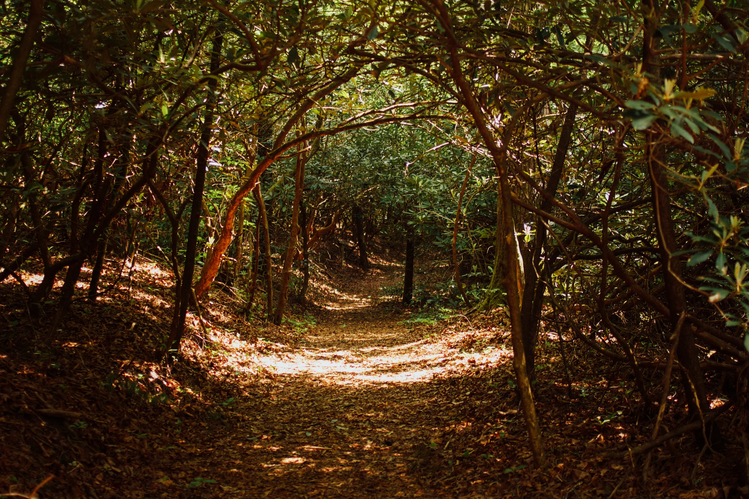 Hiking Trails