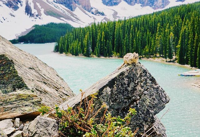 Squirrel!!!! #canadianrockies #lakemoraine #🇨🇦 #wildlifephotography