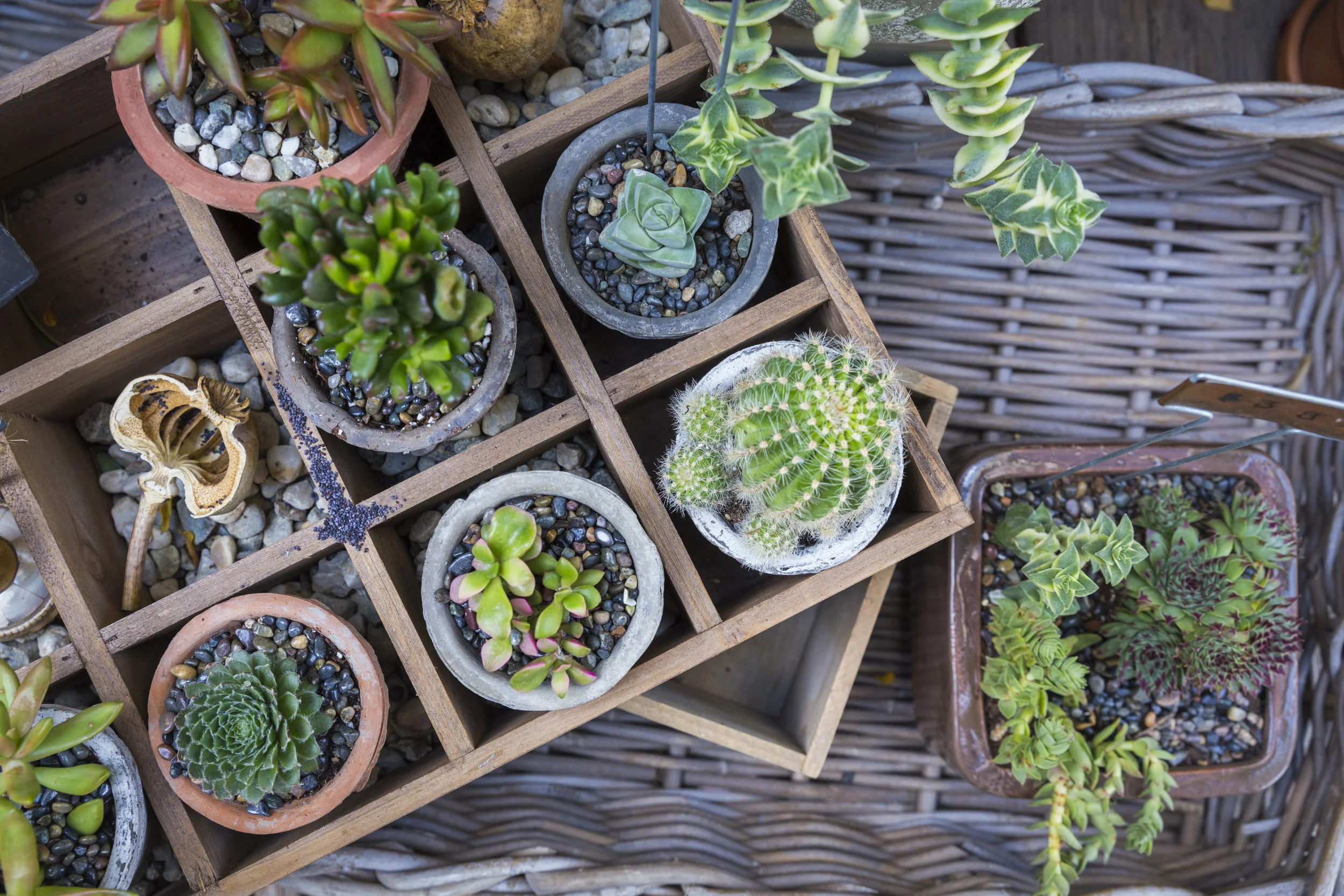 *variety of succulents in hand-thrown pots