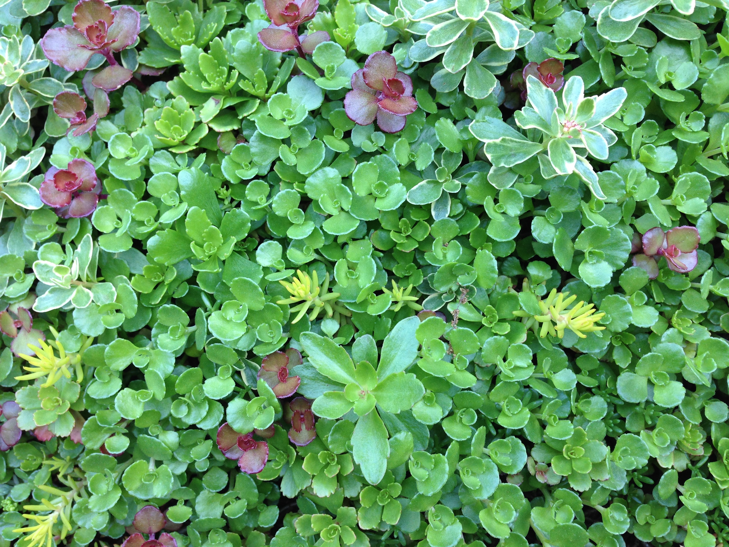 Young Sedum Kamschaticum Mix