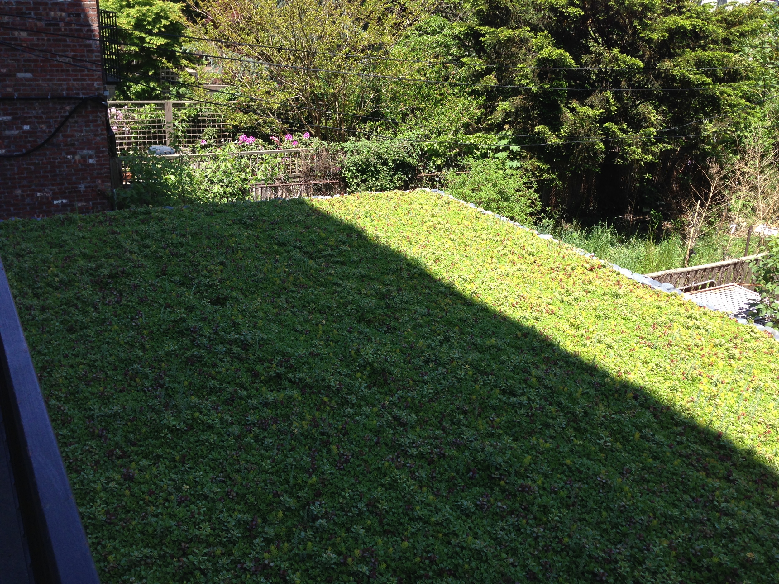 North facing green roof garden
