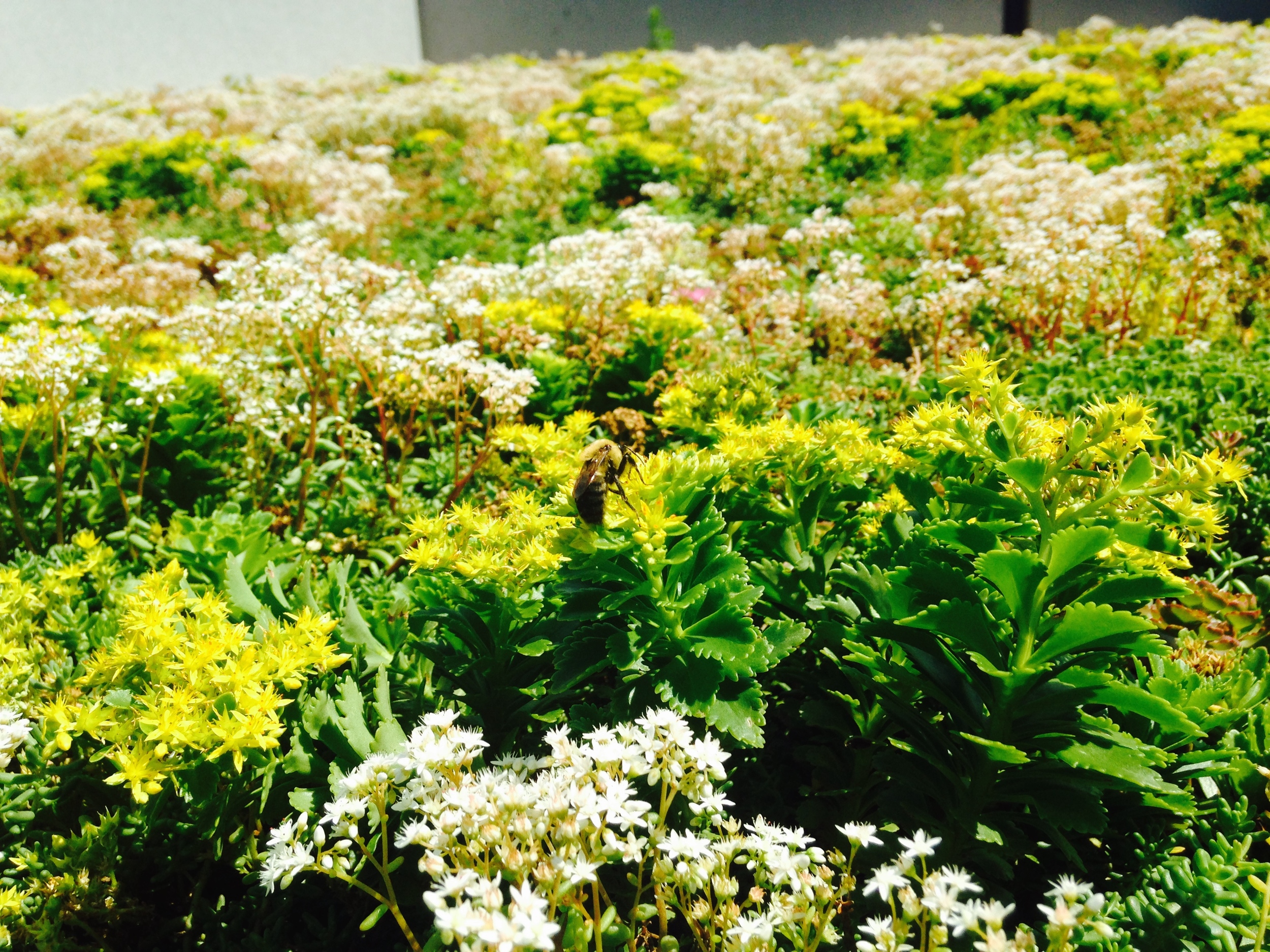 Bees love it too, even though we are 17 floors up in the air!
