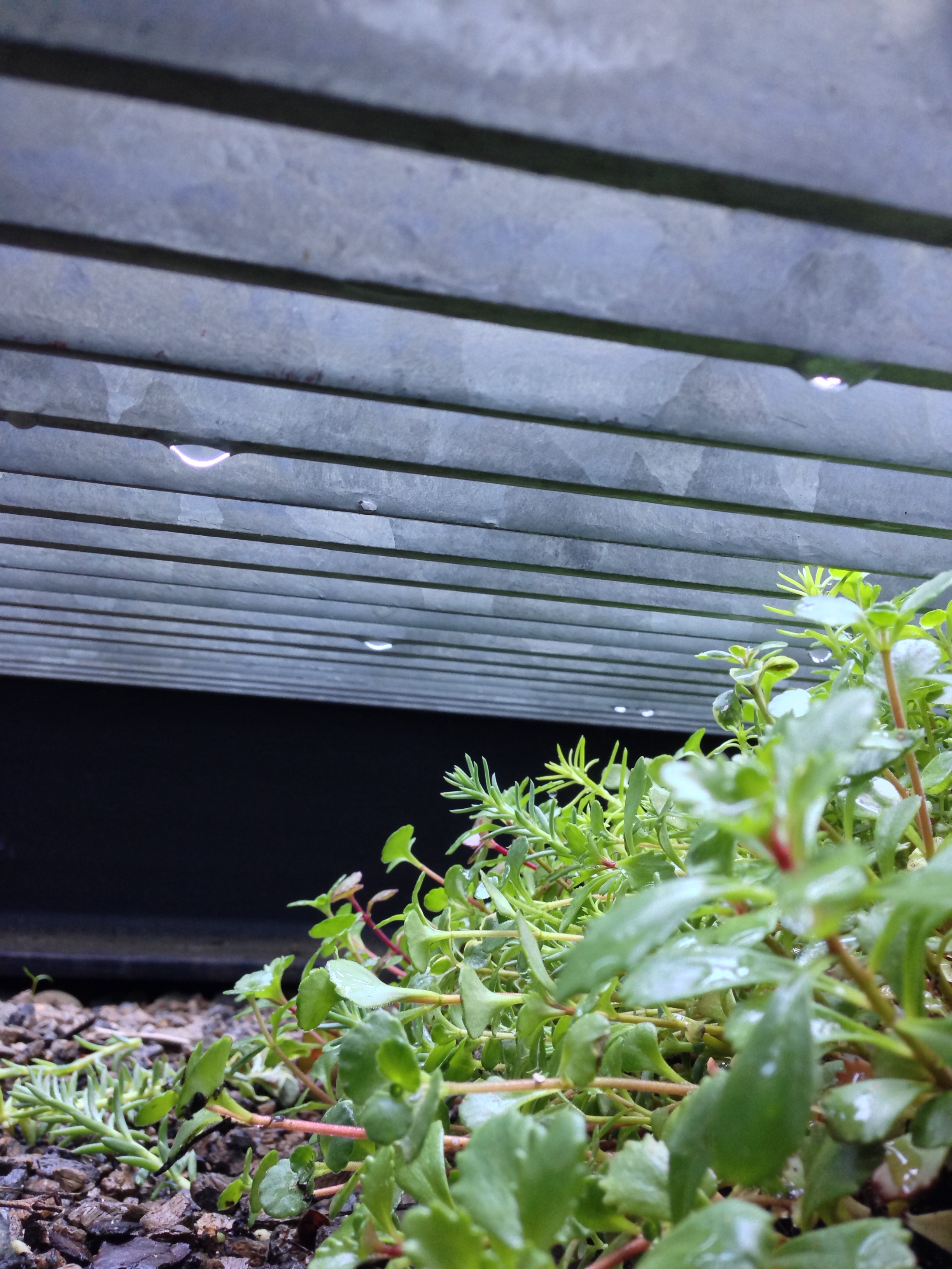 Sedum living under metal decking