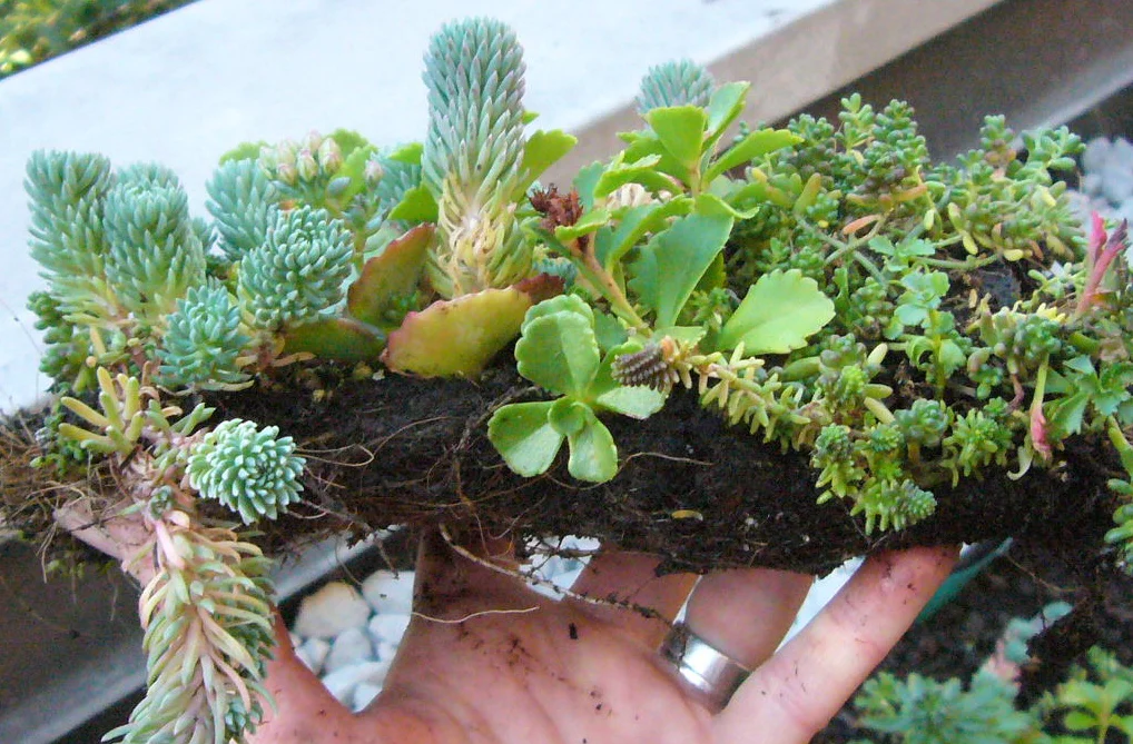  This shows how little material the sedum needs to flourish, which explains why it is the perfect plant for a lightweight greenroof. 