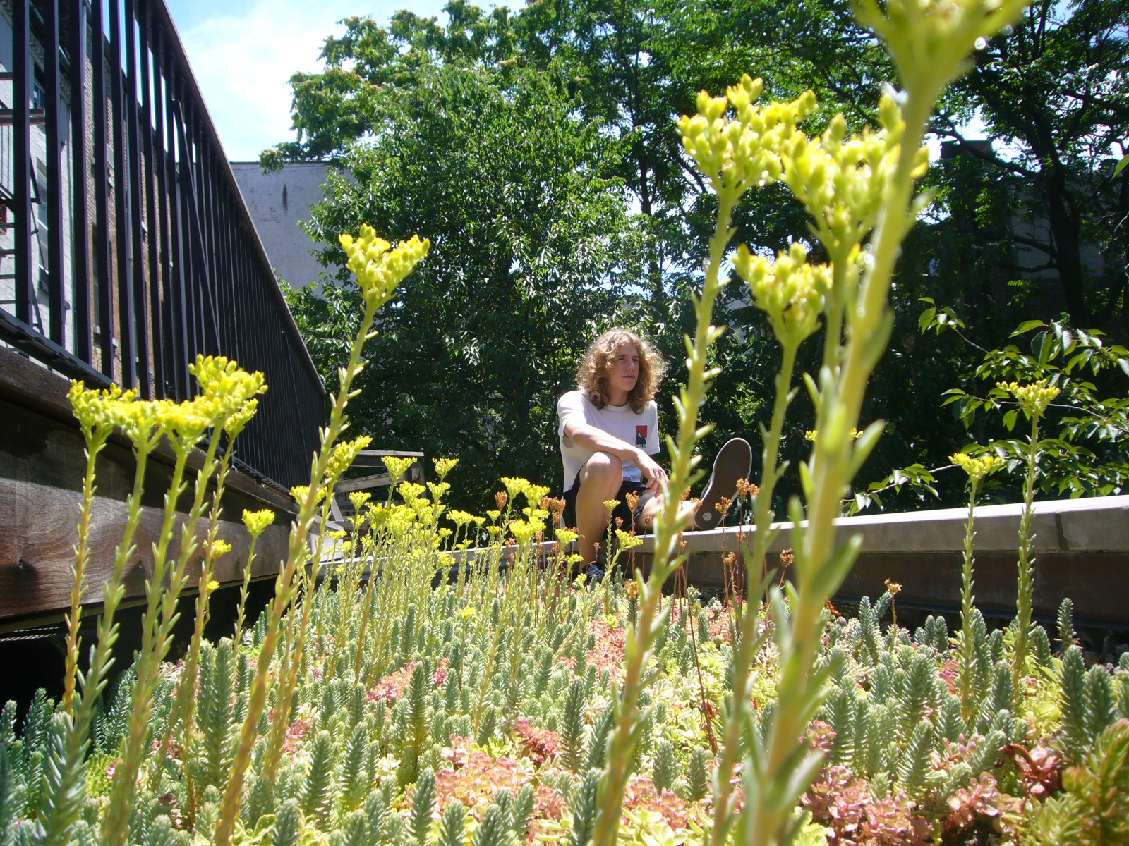  This used to be an ugly rear extension roof that spoiled the view to the lush cherry tree and garden beyond. 