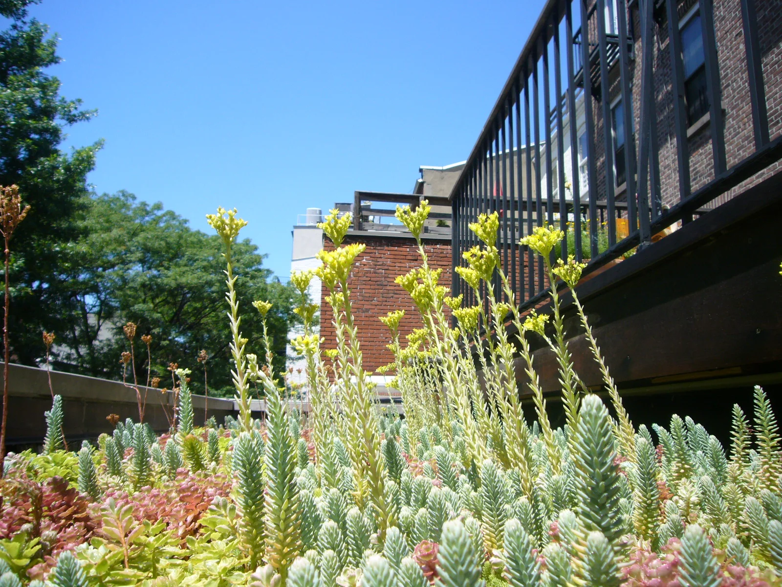  Now transformed with a small greenroof, to extend the garden visually up to the view from the master bedroom deck. 
