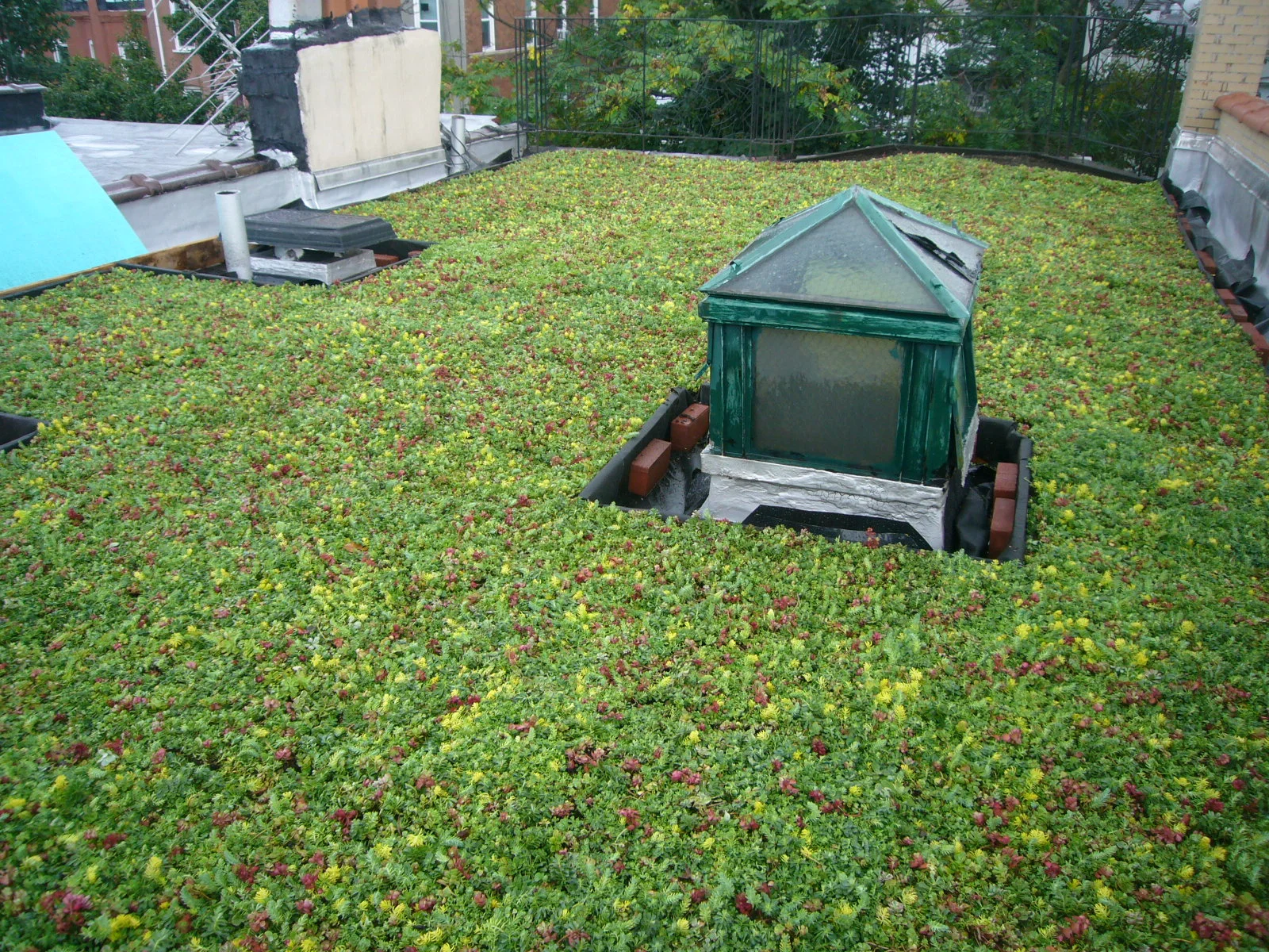  We installed pre-grown sedum tiles with a mix of sedum containing some native species. 