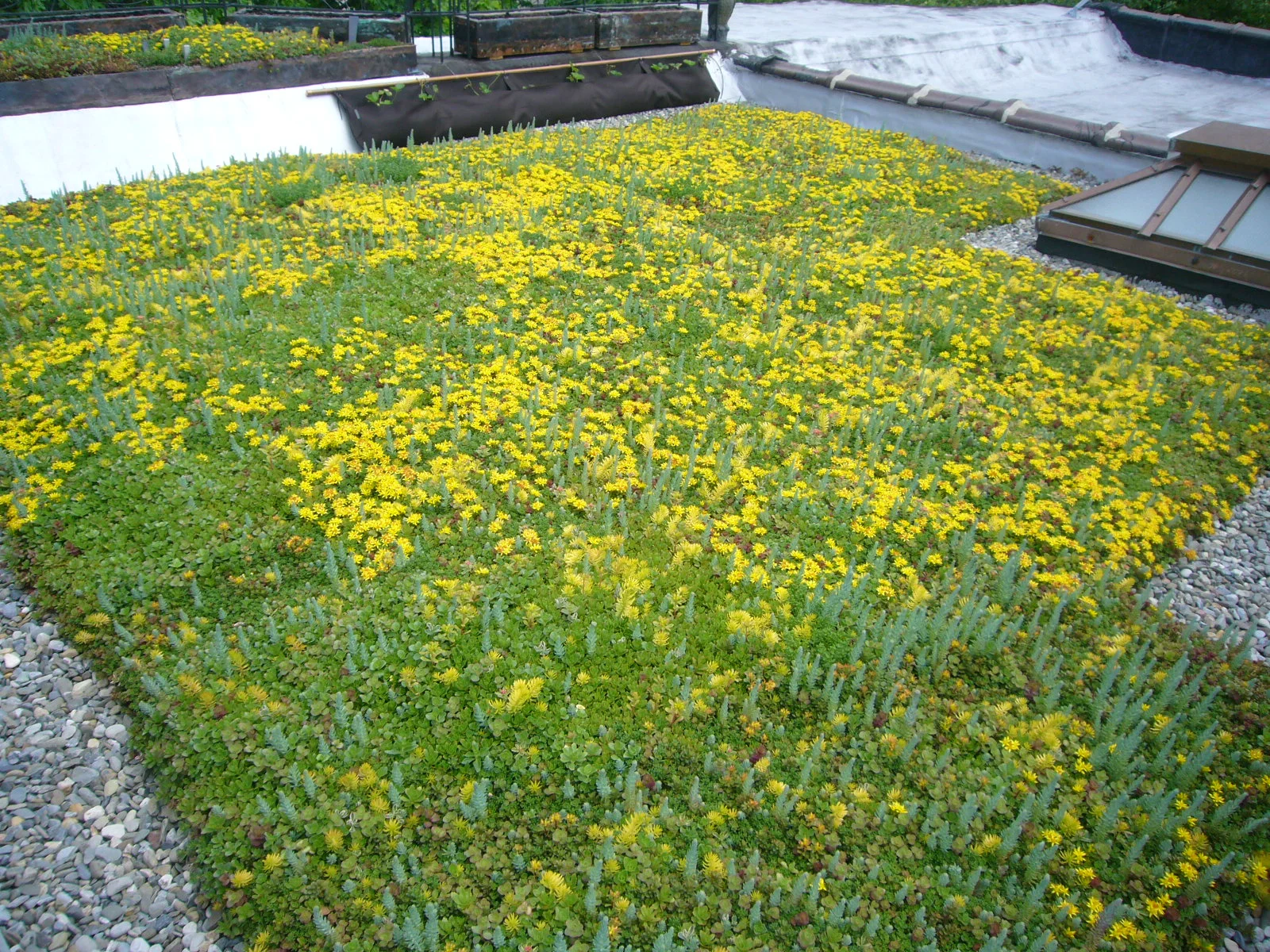  After the rock border is added, there was room for more customization. 