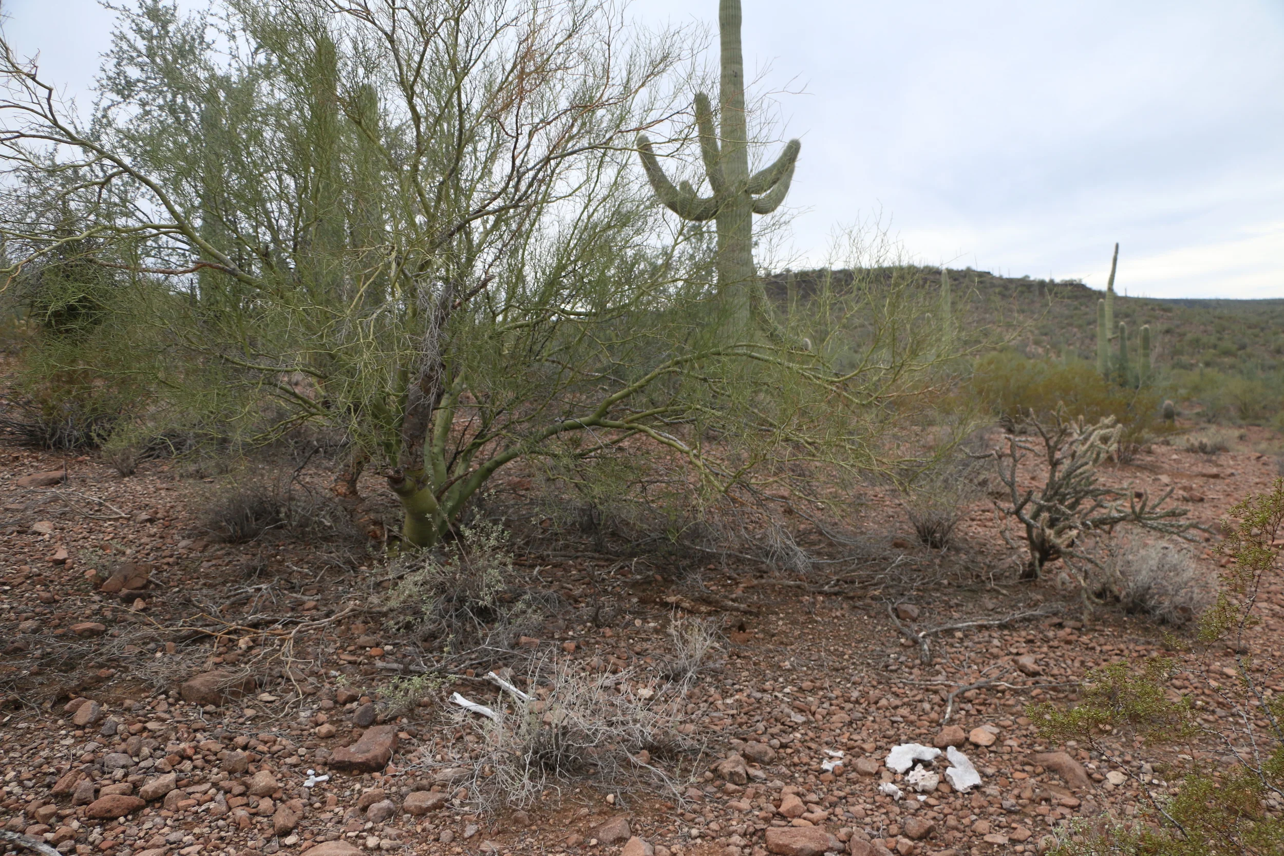  Human remains, thought to be over two years old found by a humanitarian aid group in Sonoran Desert, 2014. 