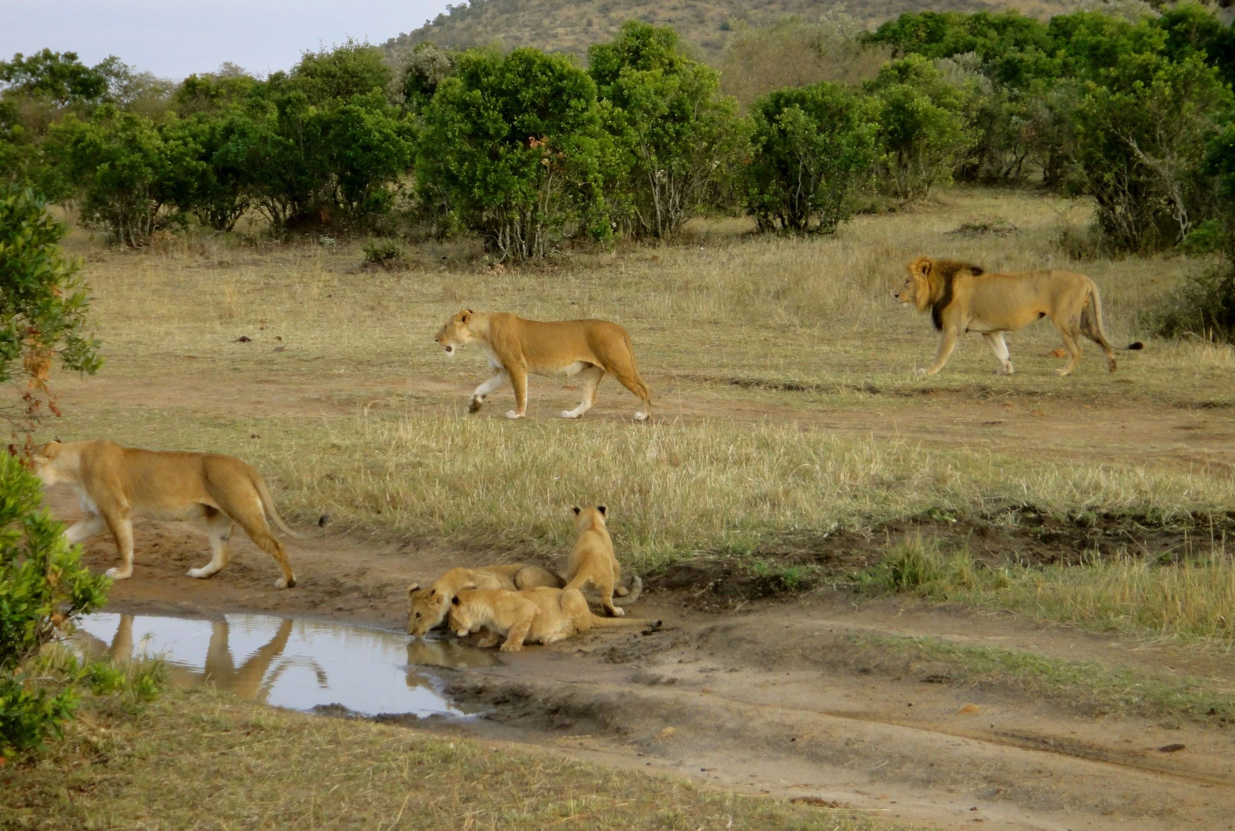 Lions-drinking.jpg