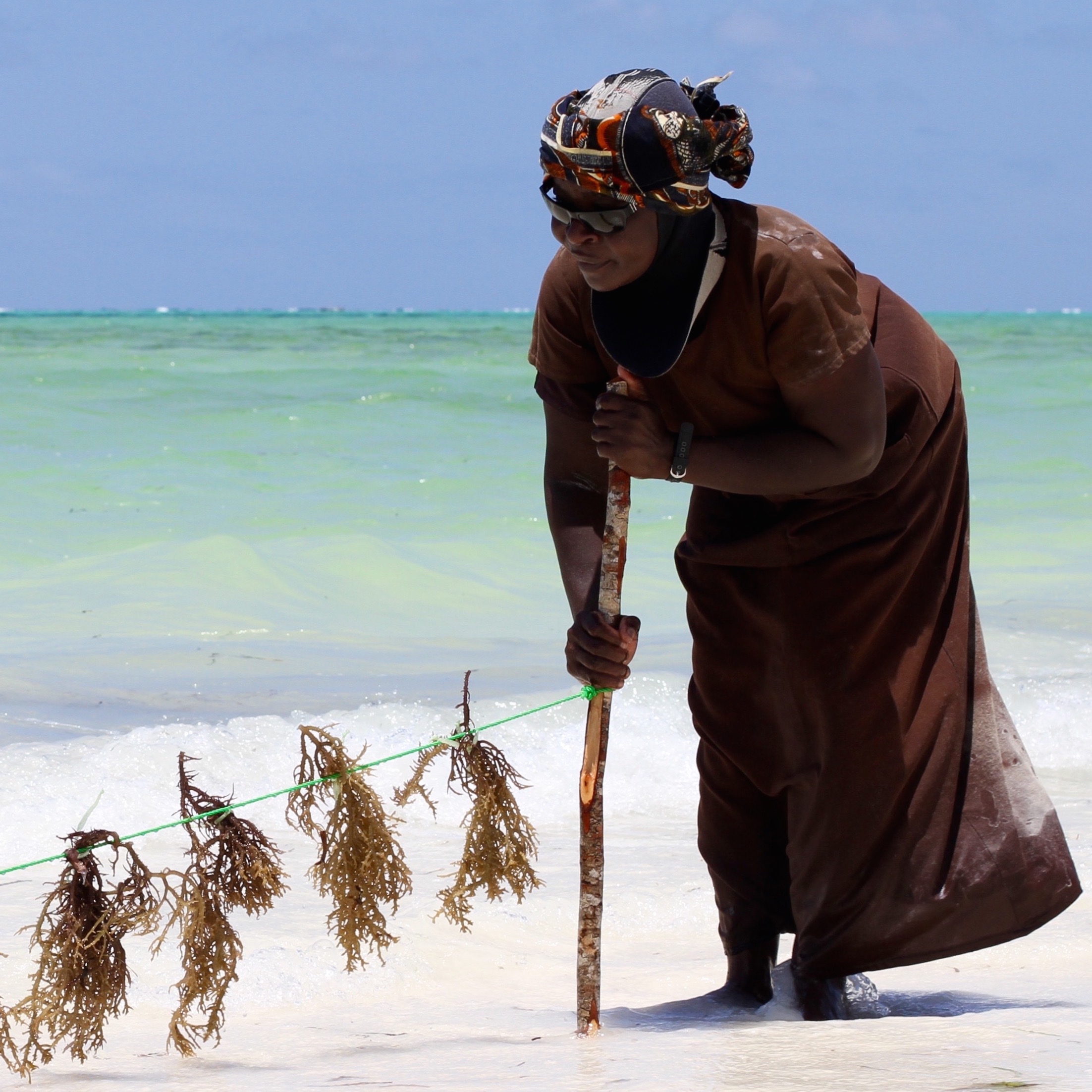 FUSION: Zanzibar Seaweed Farming