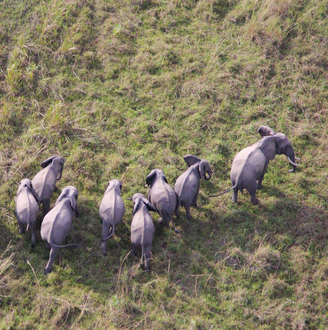 FUSION: Anti-poaching Drone Video