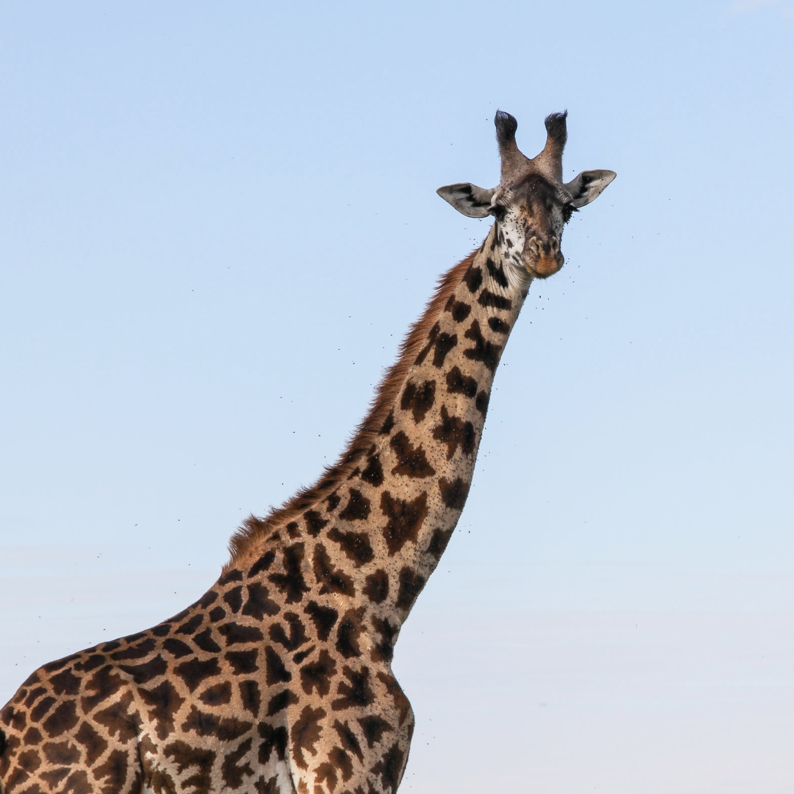 FUSION: Giraffes Face 'Silent Extinction'