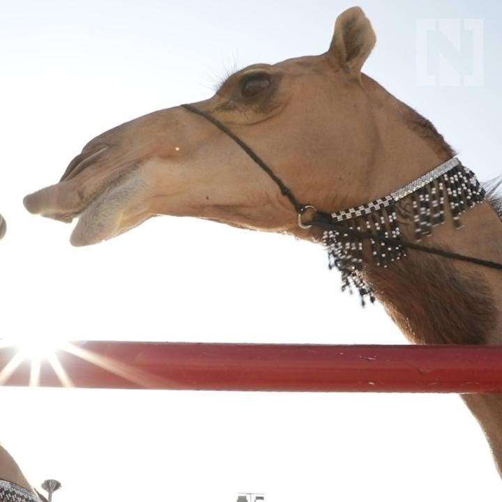 THE NATIONAL: Camel Beauty Pageant