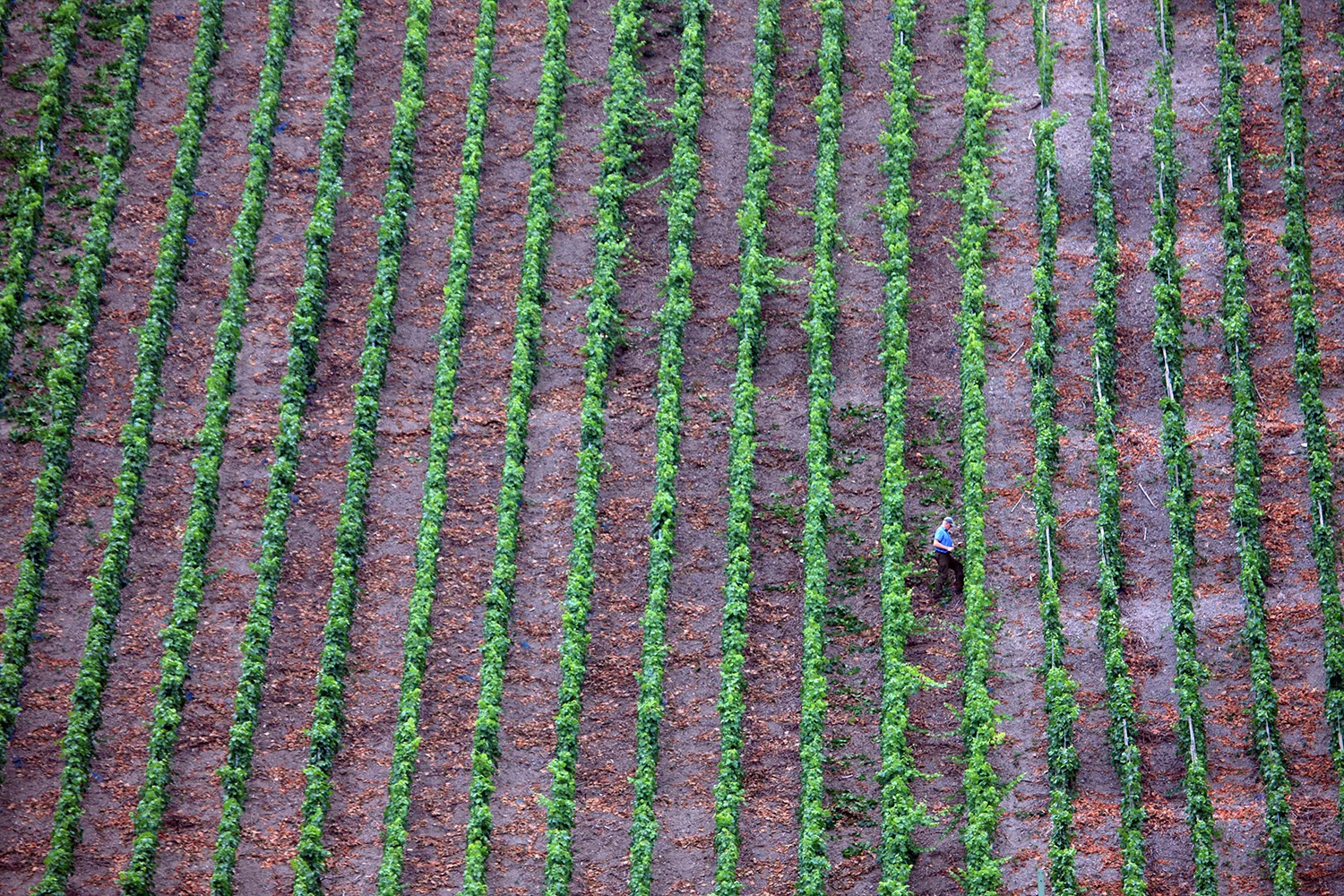Working the Vines