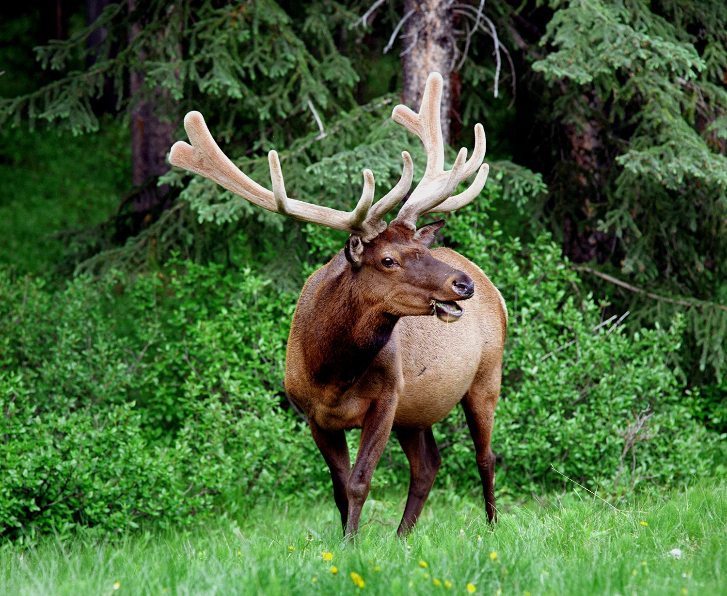 Handsome Elk