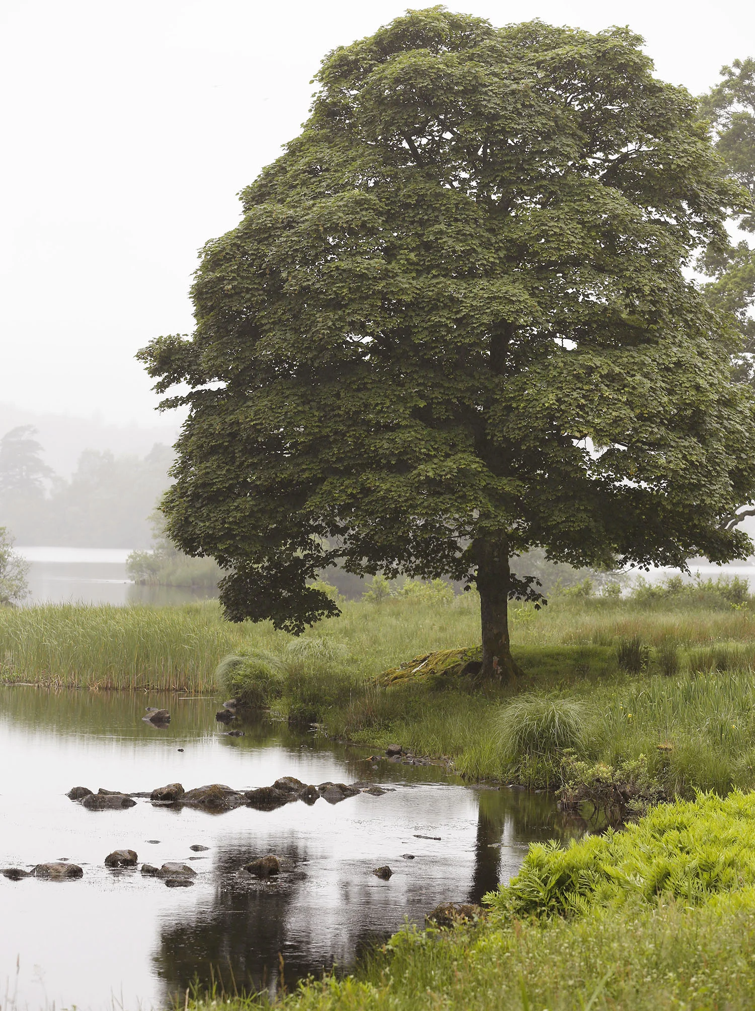 A Tree in Windermere