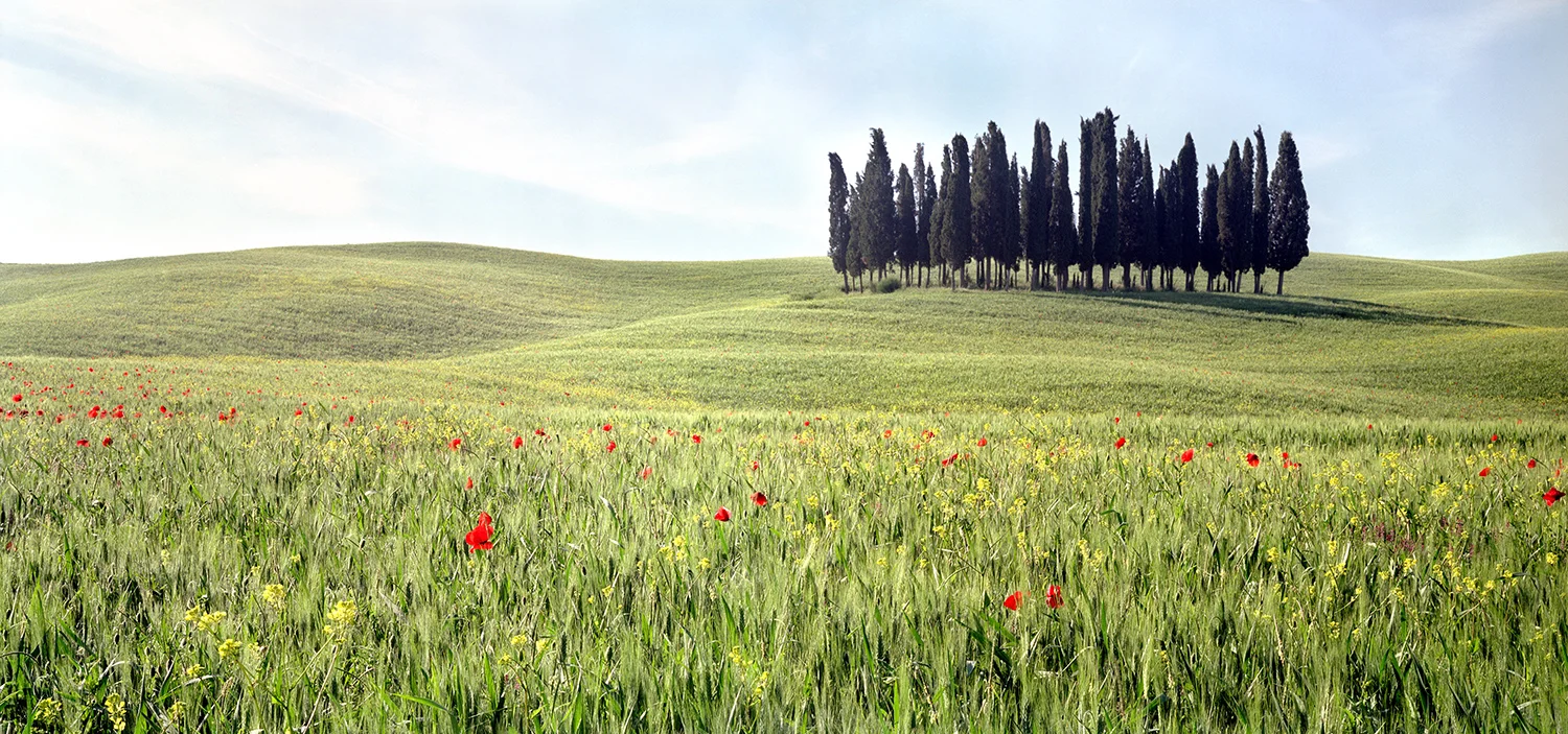 Under the Tuscan Sun