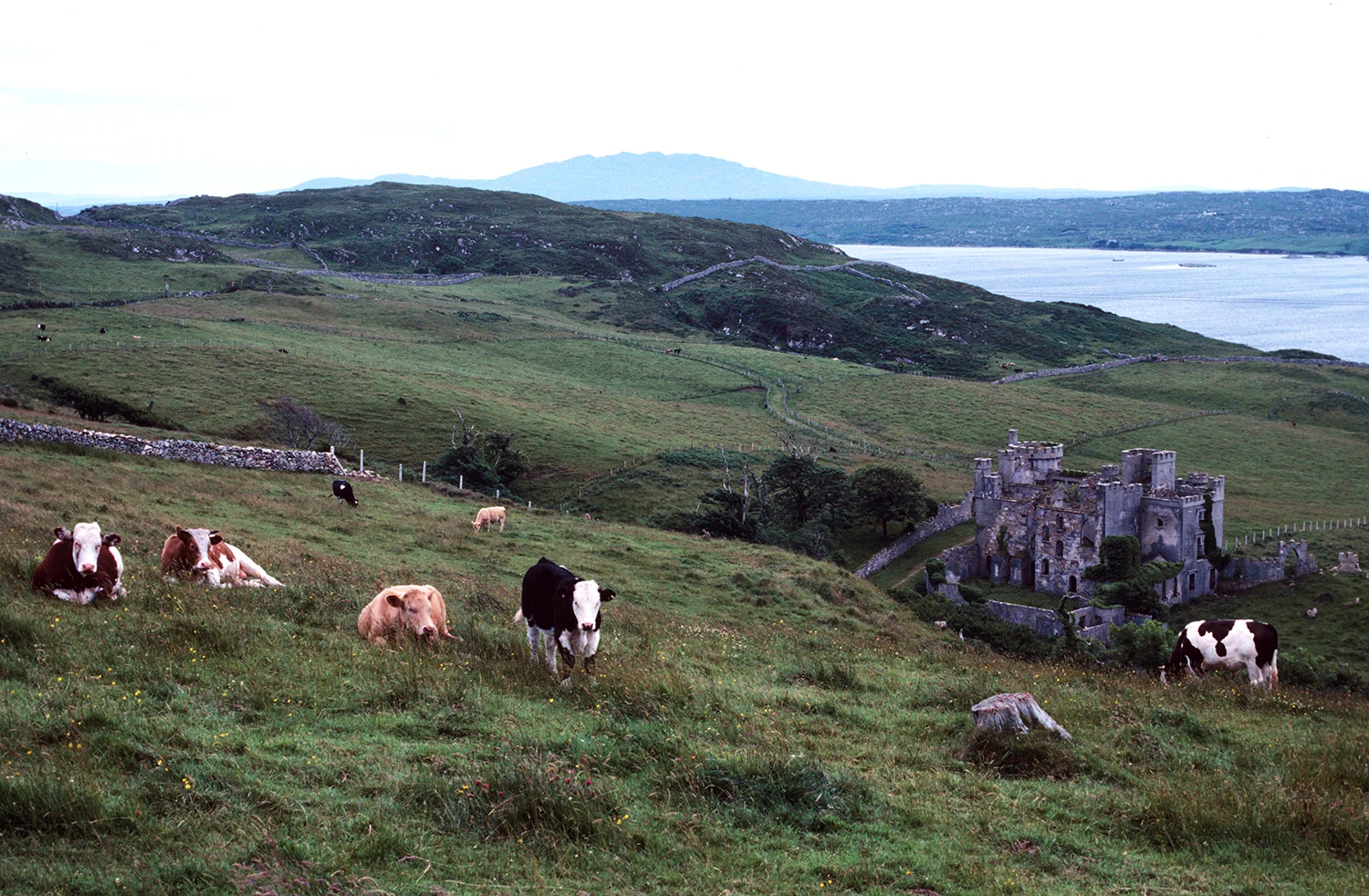 Of Cows and Castles