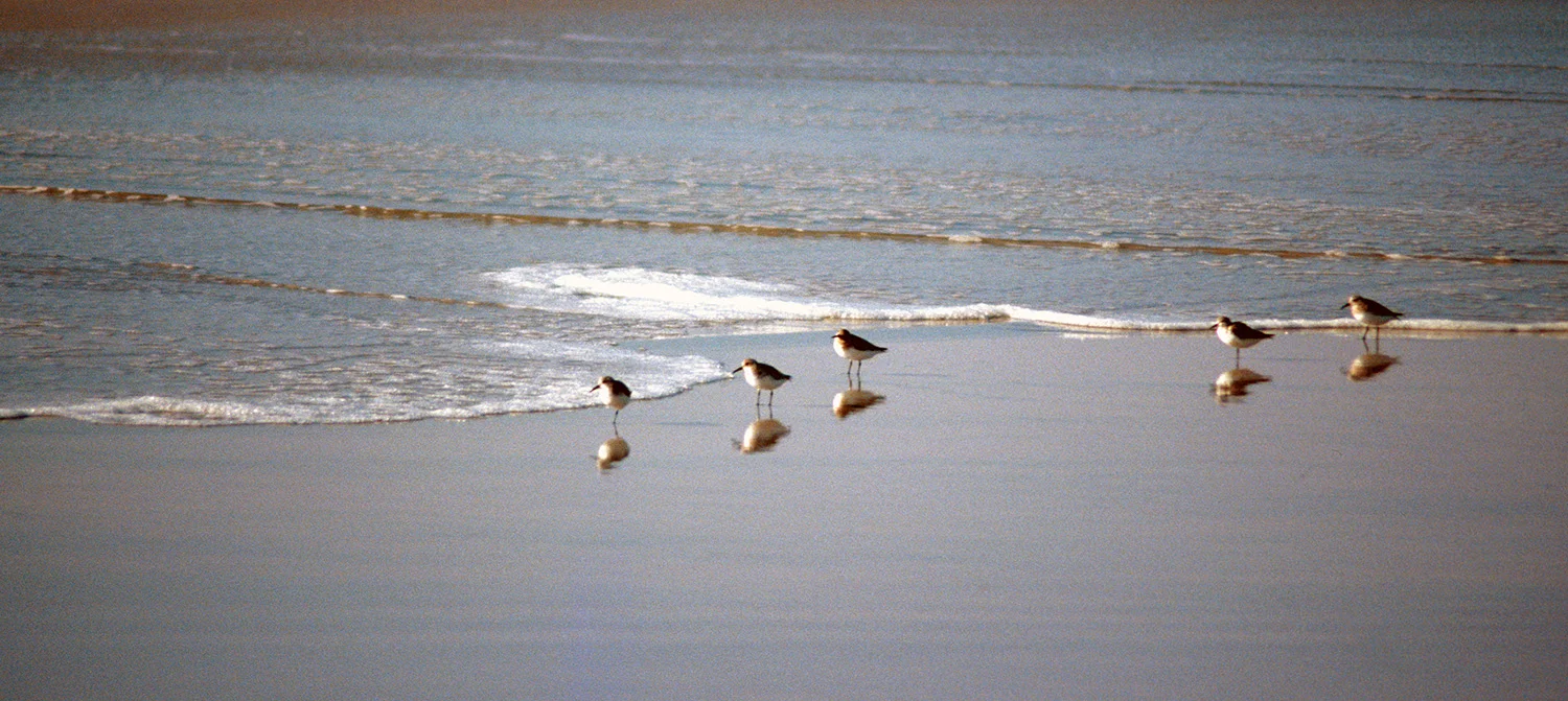 Sanderling Sandpipers