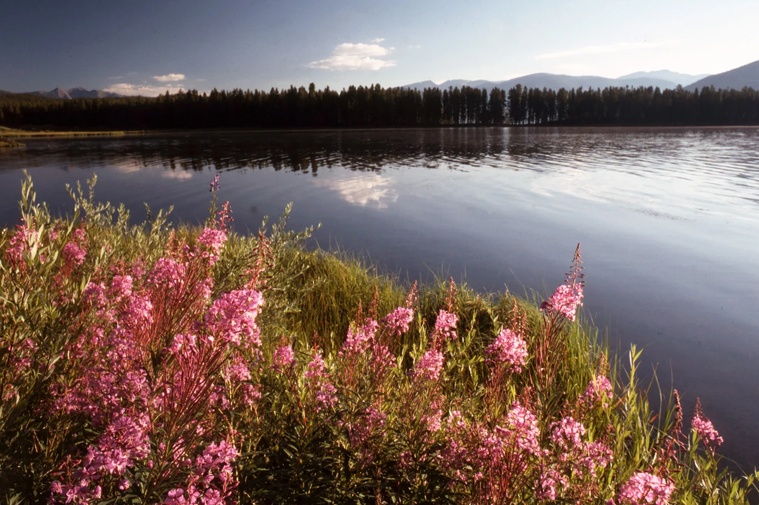Lupine by Grand Lake