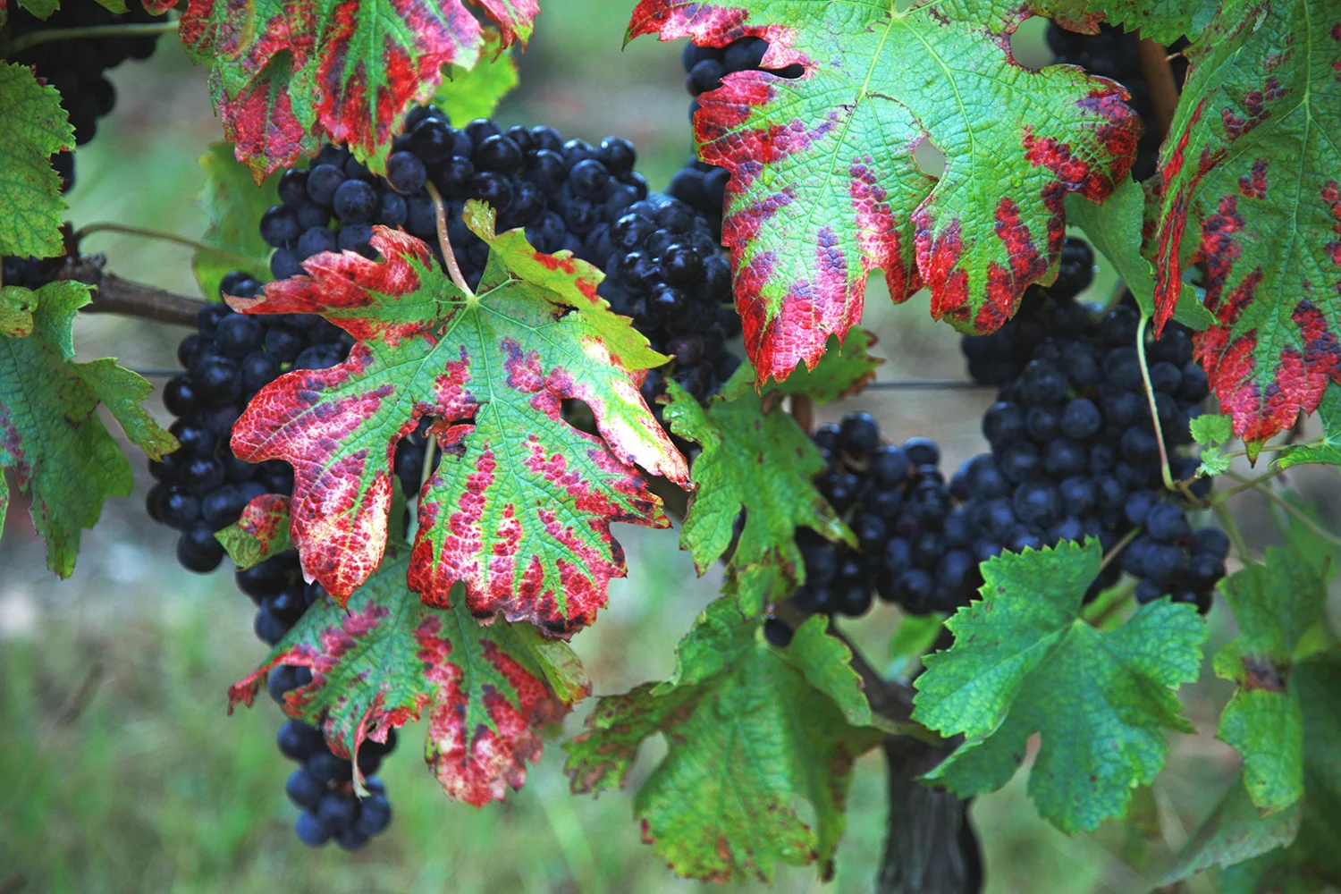 The Grapes of Ausone