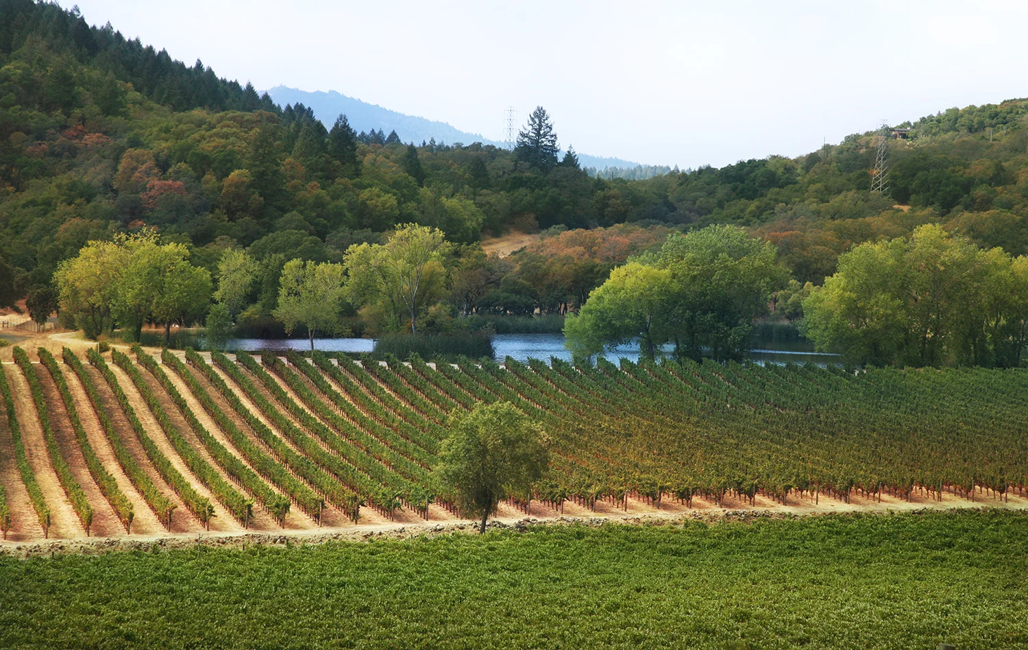 The Vineyards at Joseph Phelps