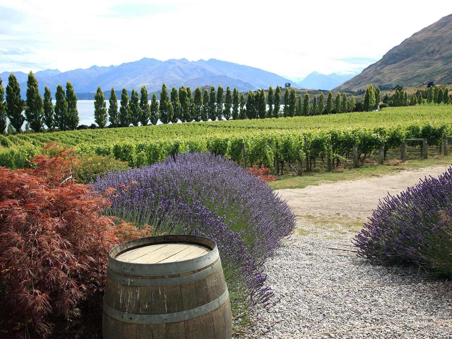Rippon Winery by Lake Wanaka