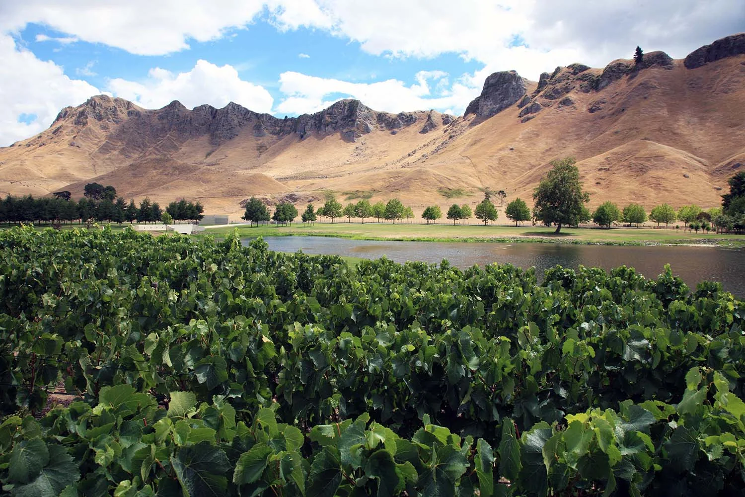 The Vineyards of Craggy Range