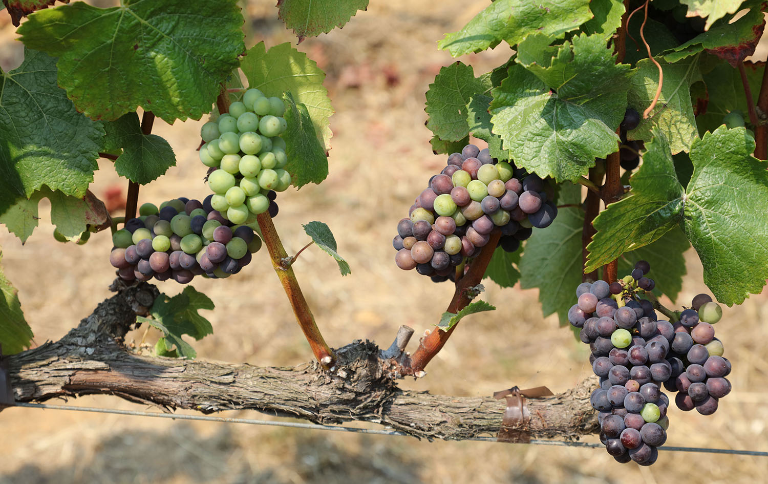 Veraison
