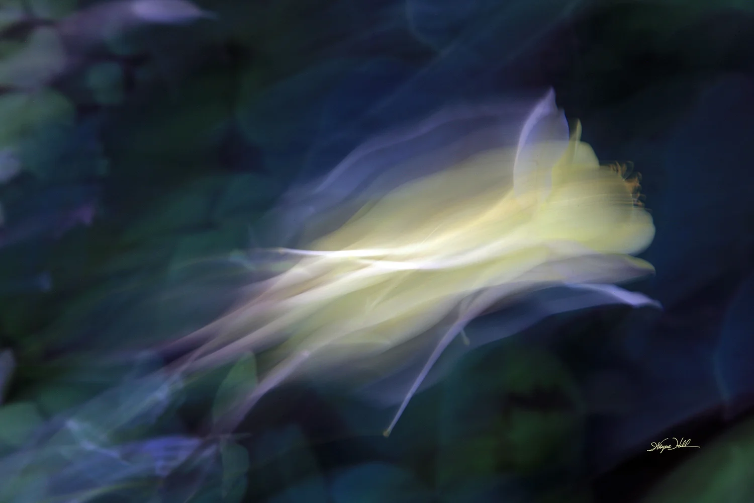 Columbine in Flight
