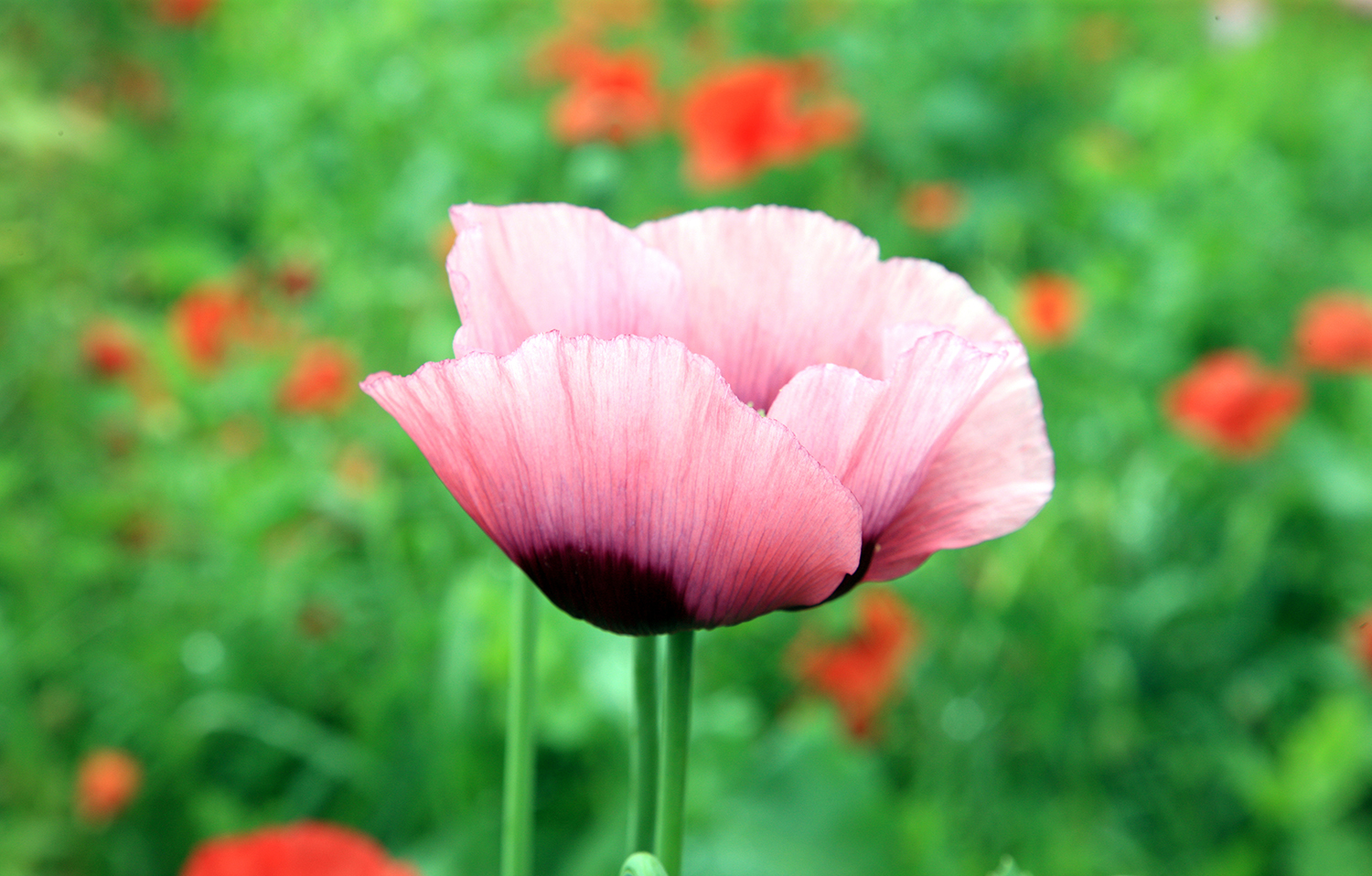 Poppy in Giverny