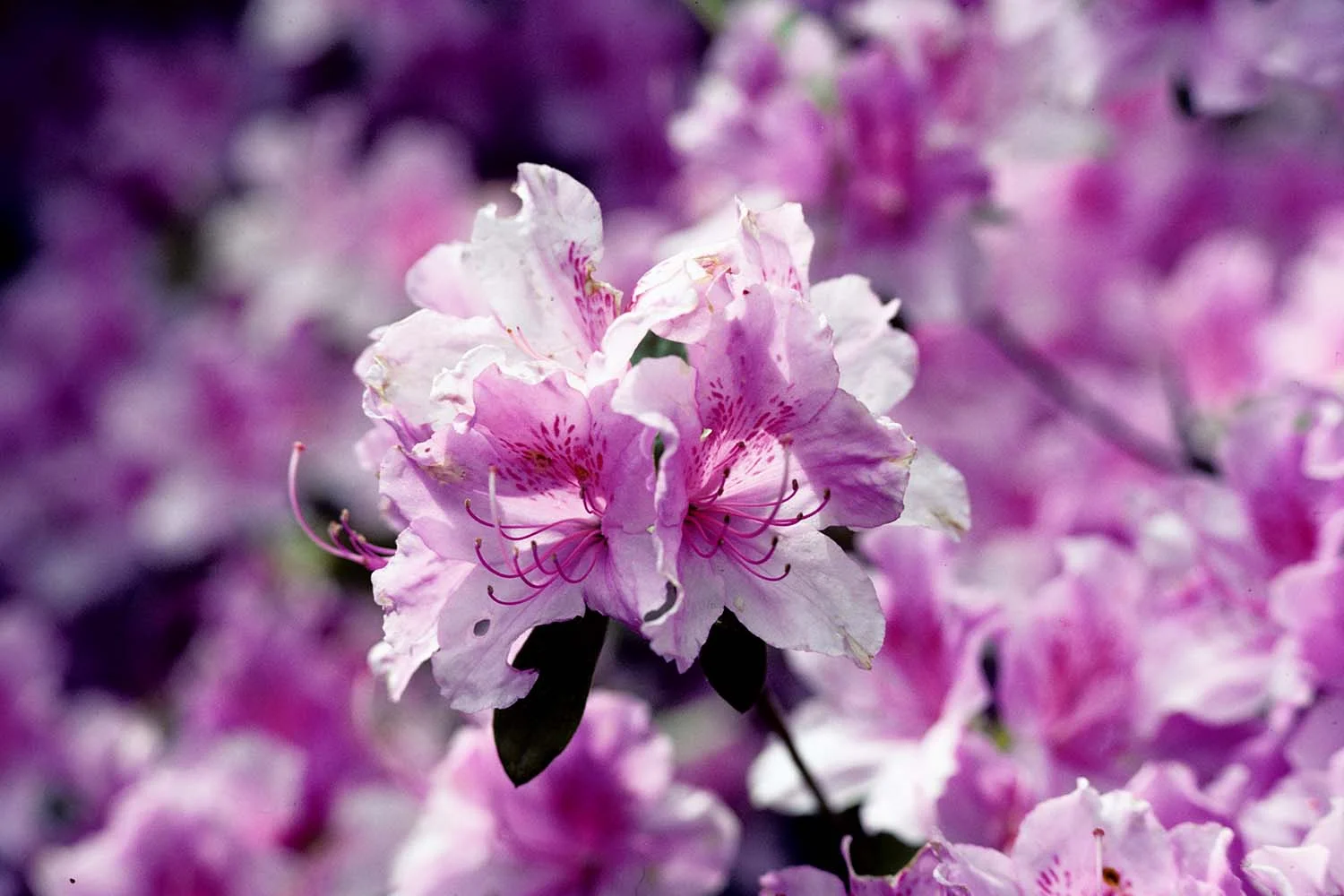 Chorus of Azaleas