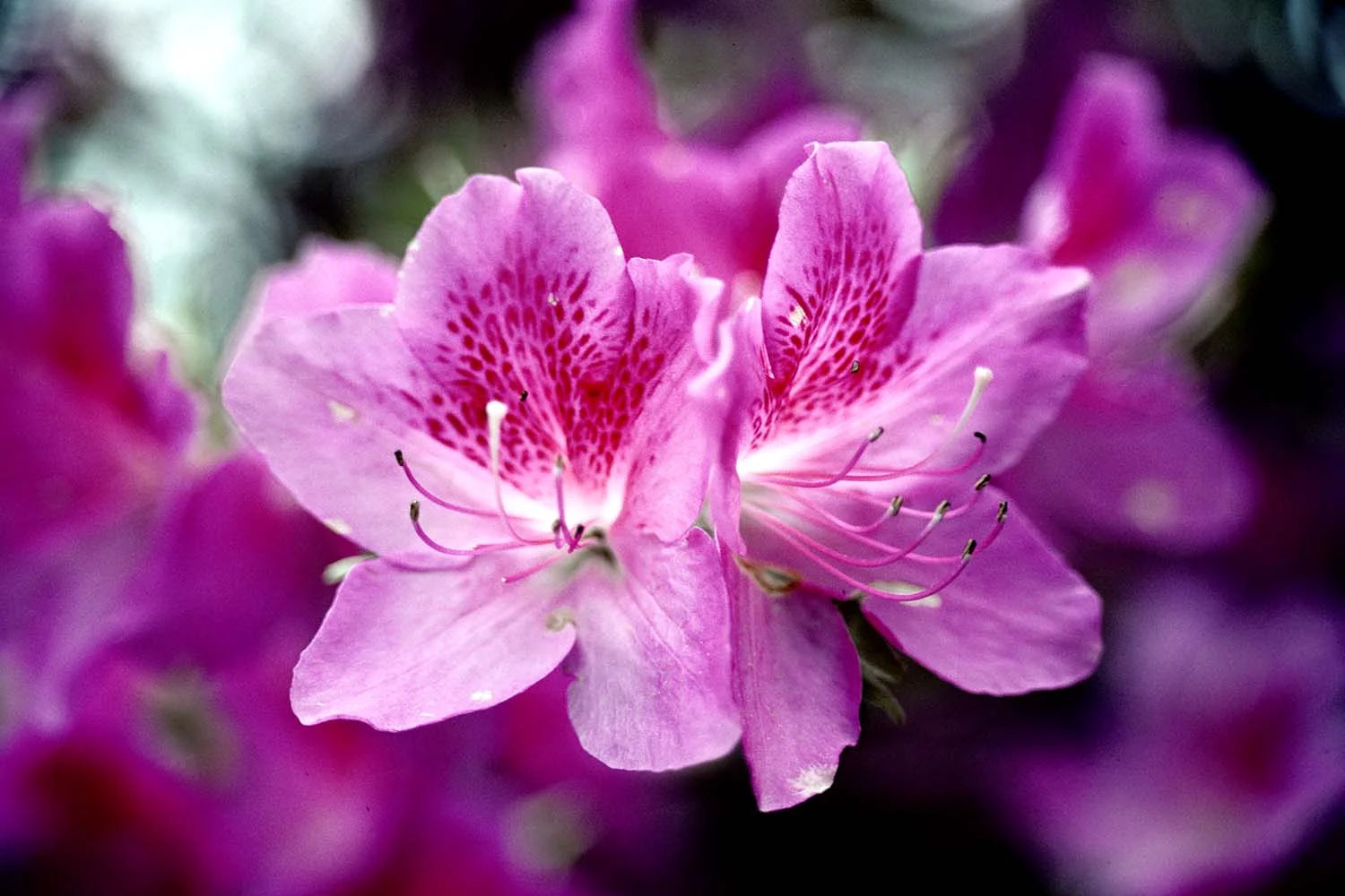Pretty in Pink