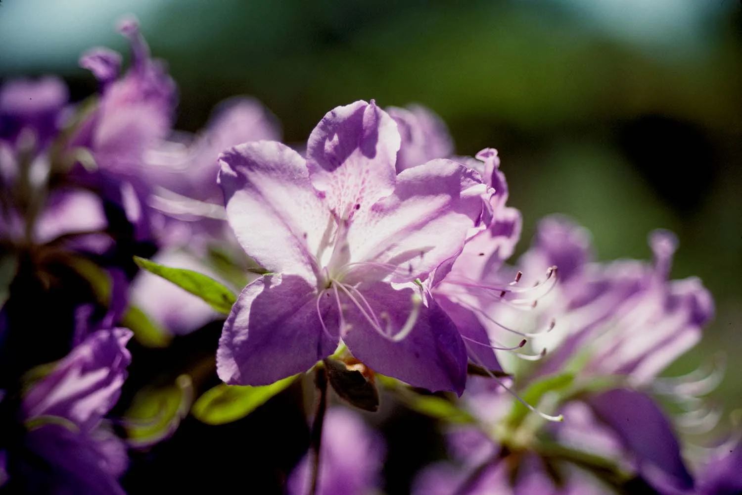 Lavender Azalea