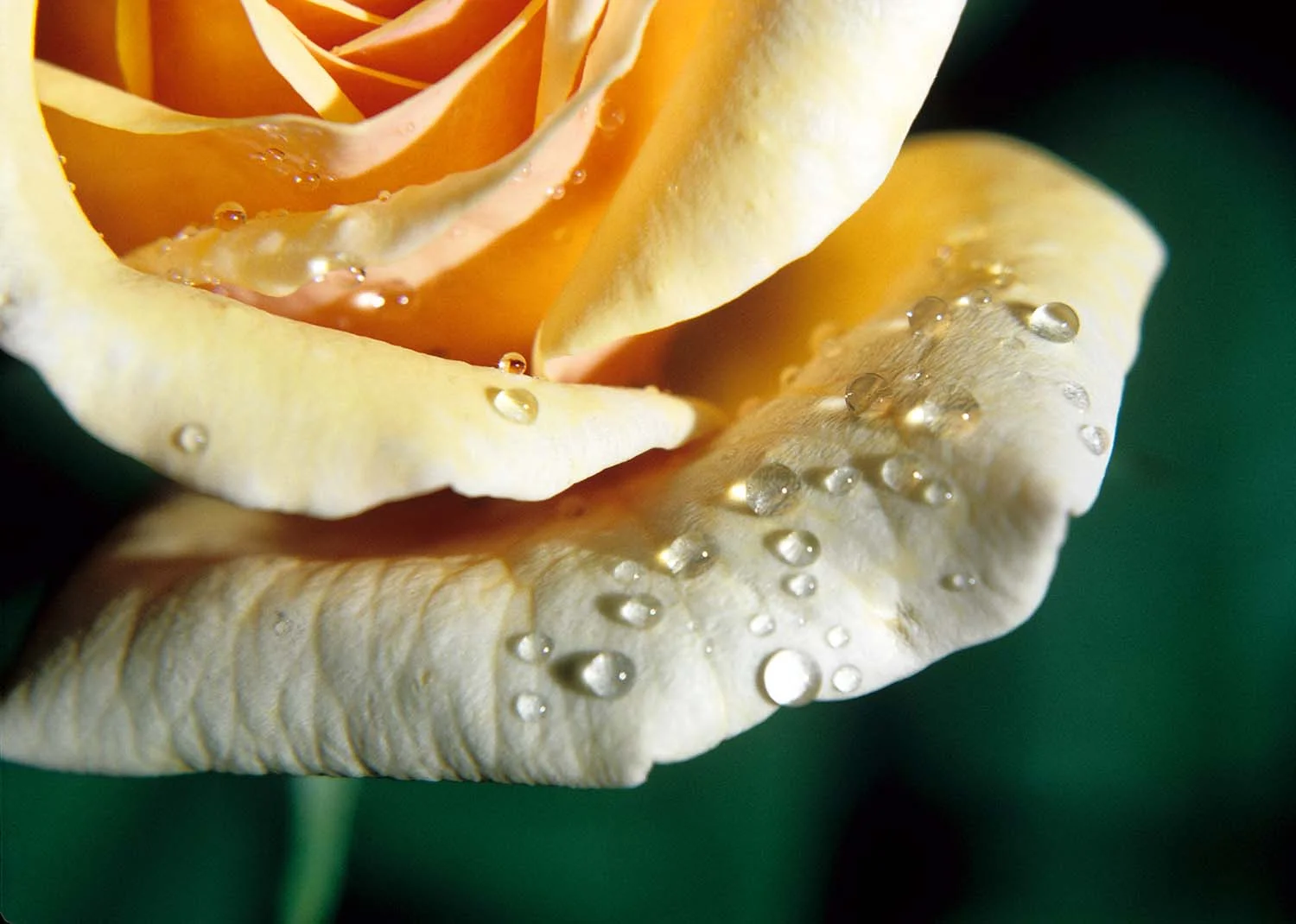 Yellow Rose
