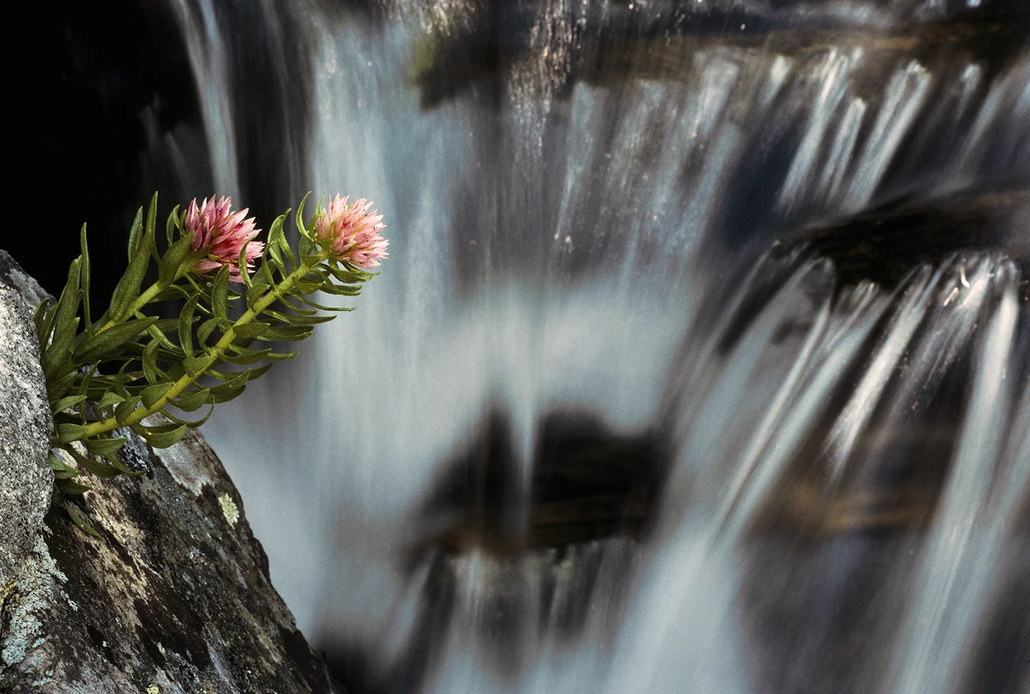 Rose Crown & Stream