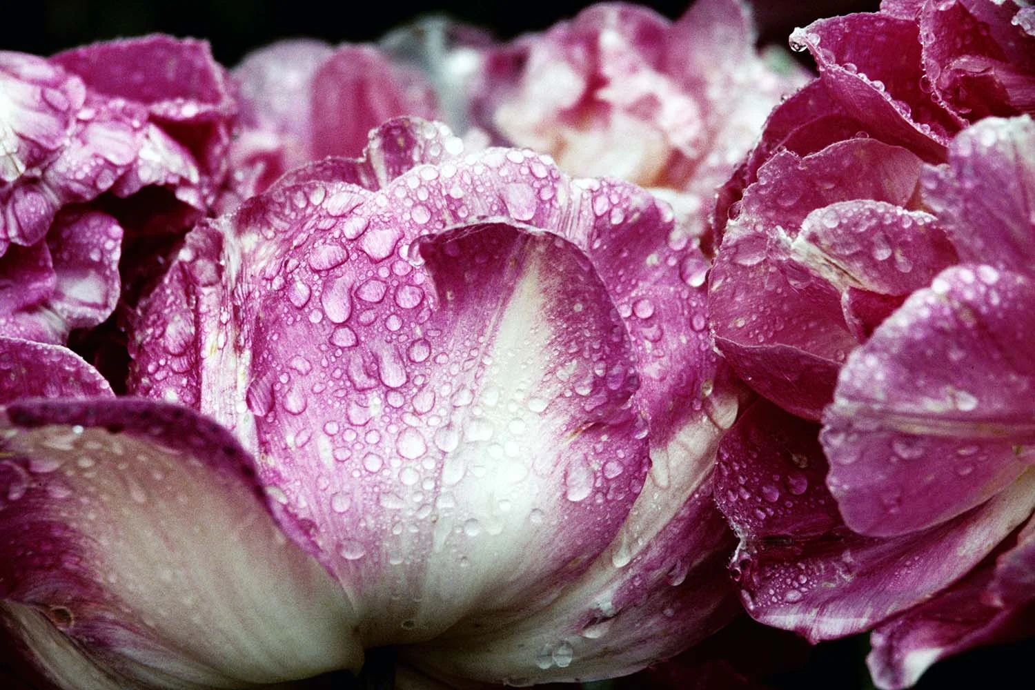 Tulips in the Rain