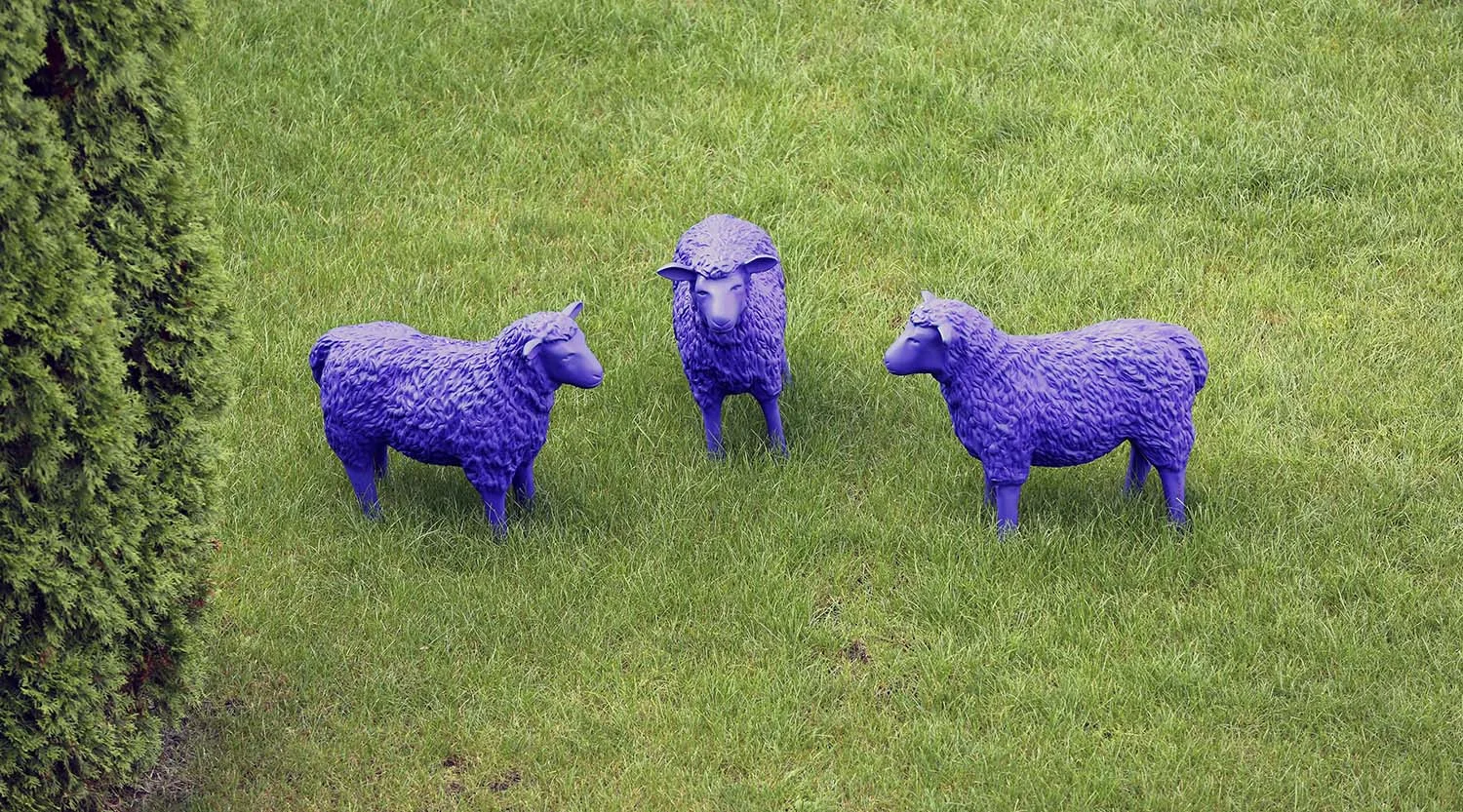 Bah, Bah Purple Sheep...