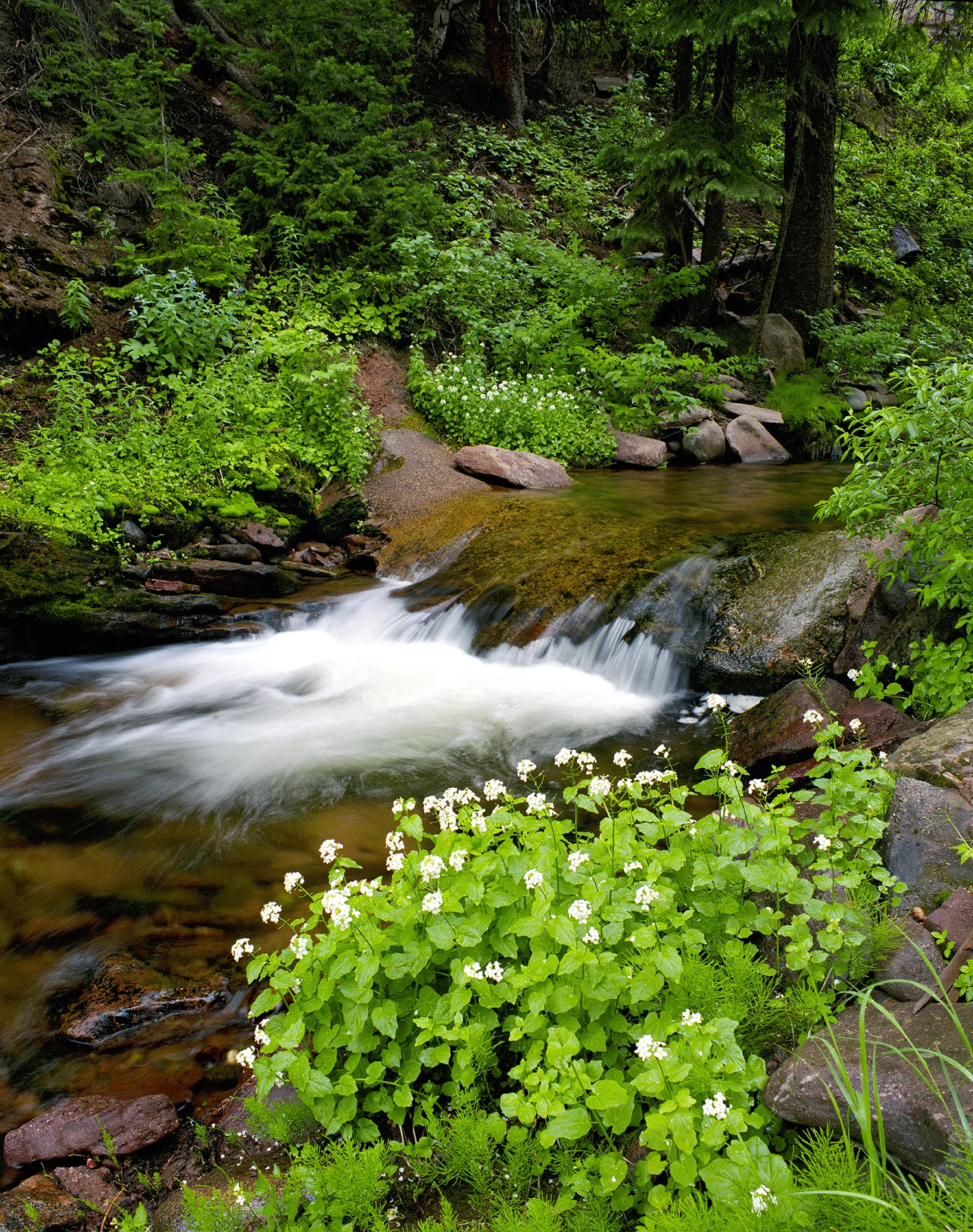 Piney Creek