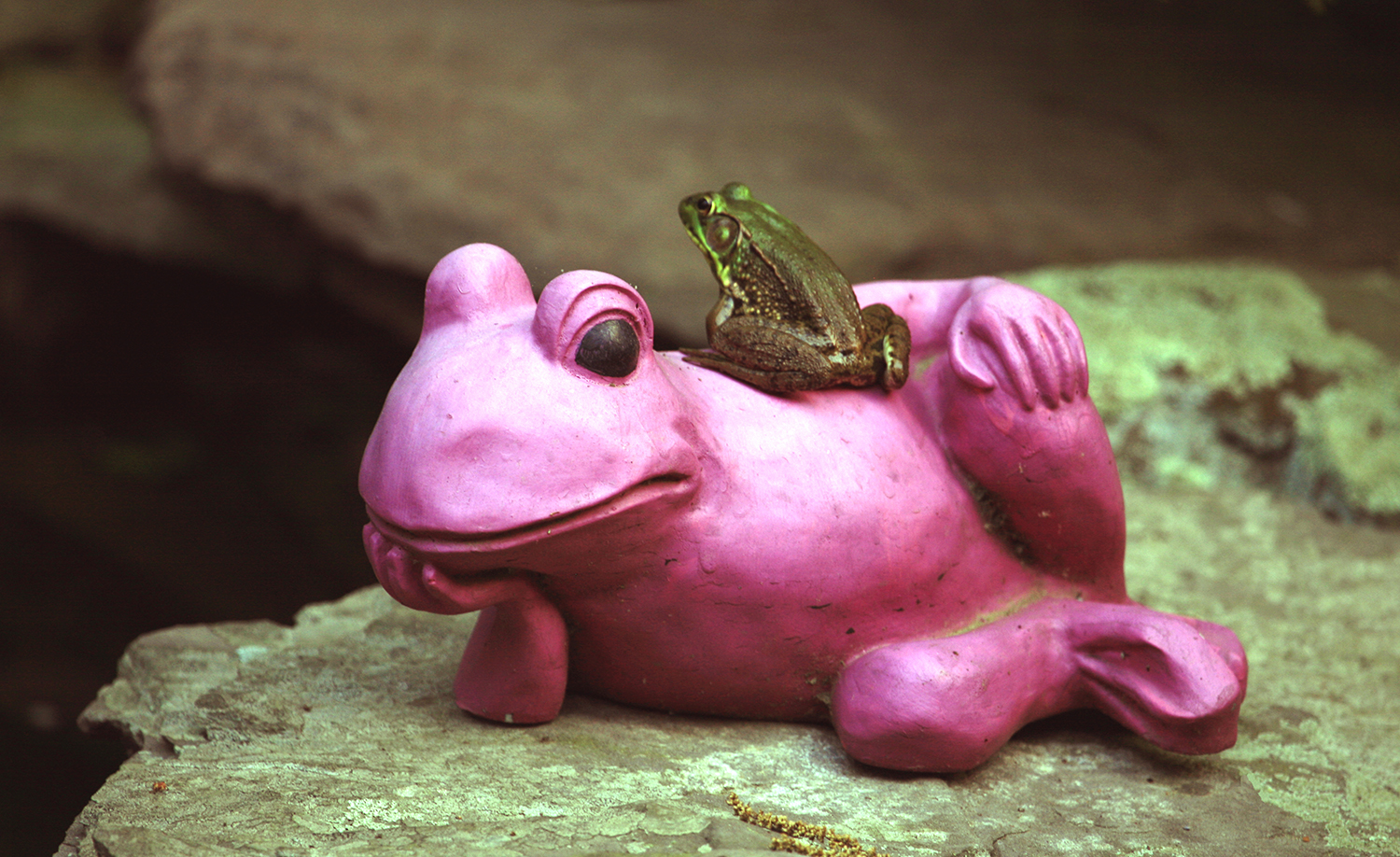 Even a Guard Frog Needs Backup