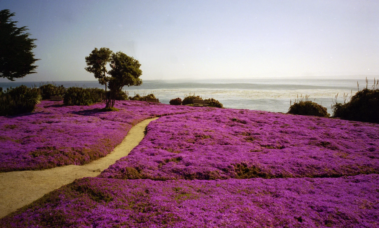 Pink Flox and the Pacific