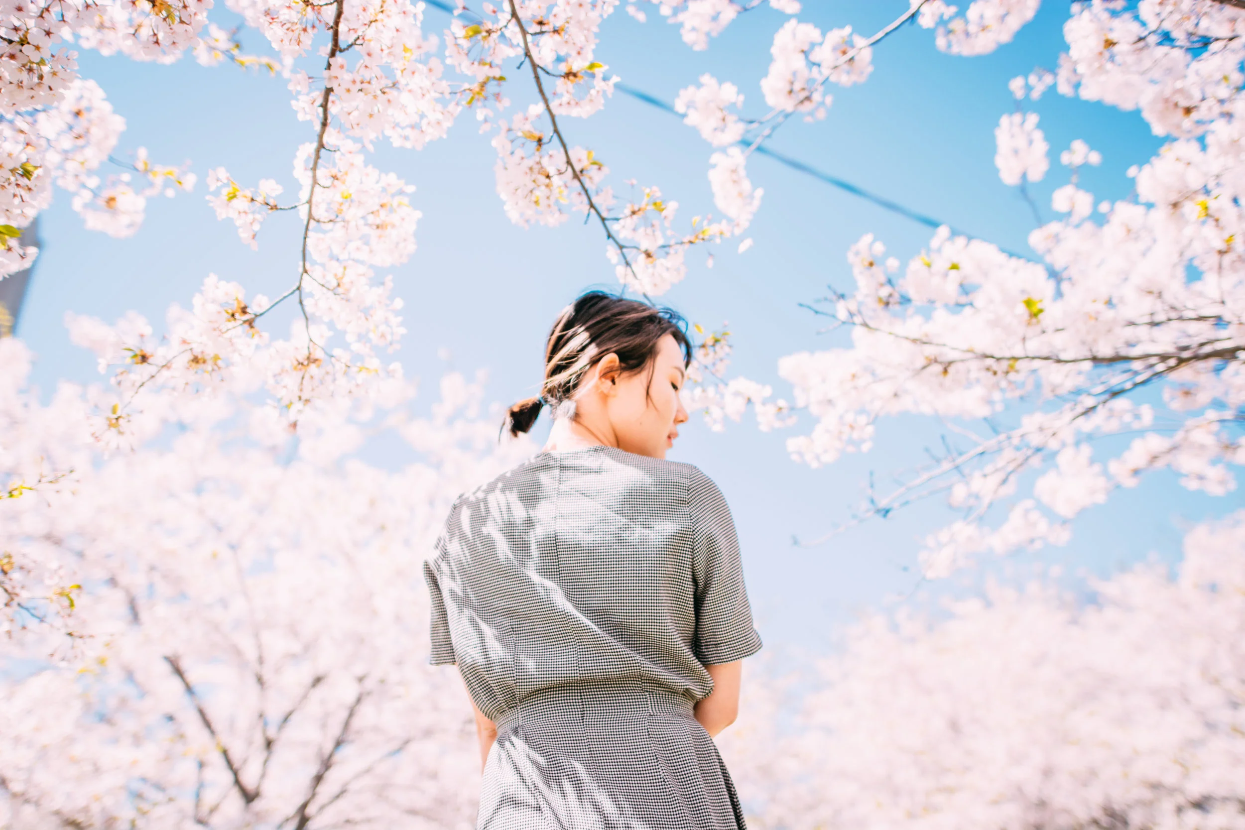 Sakura Blog-3.jpg